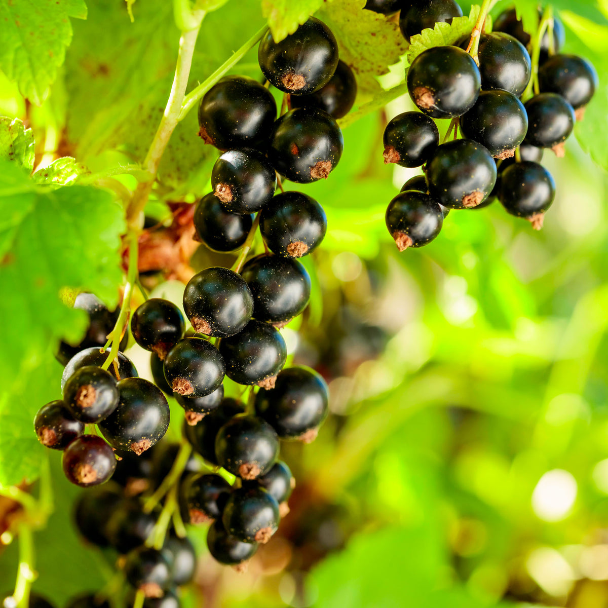 Schwarze Johannisbeere 'Silvergieters Schwarze'