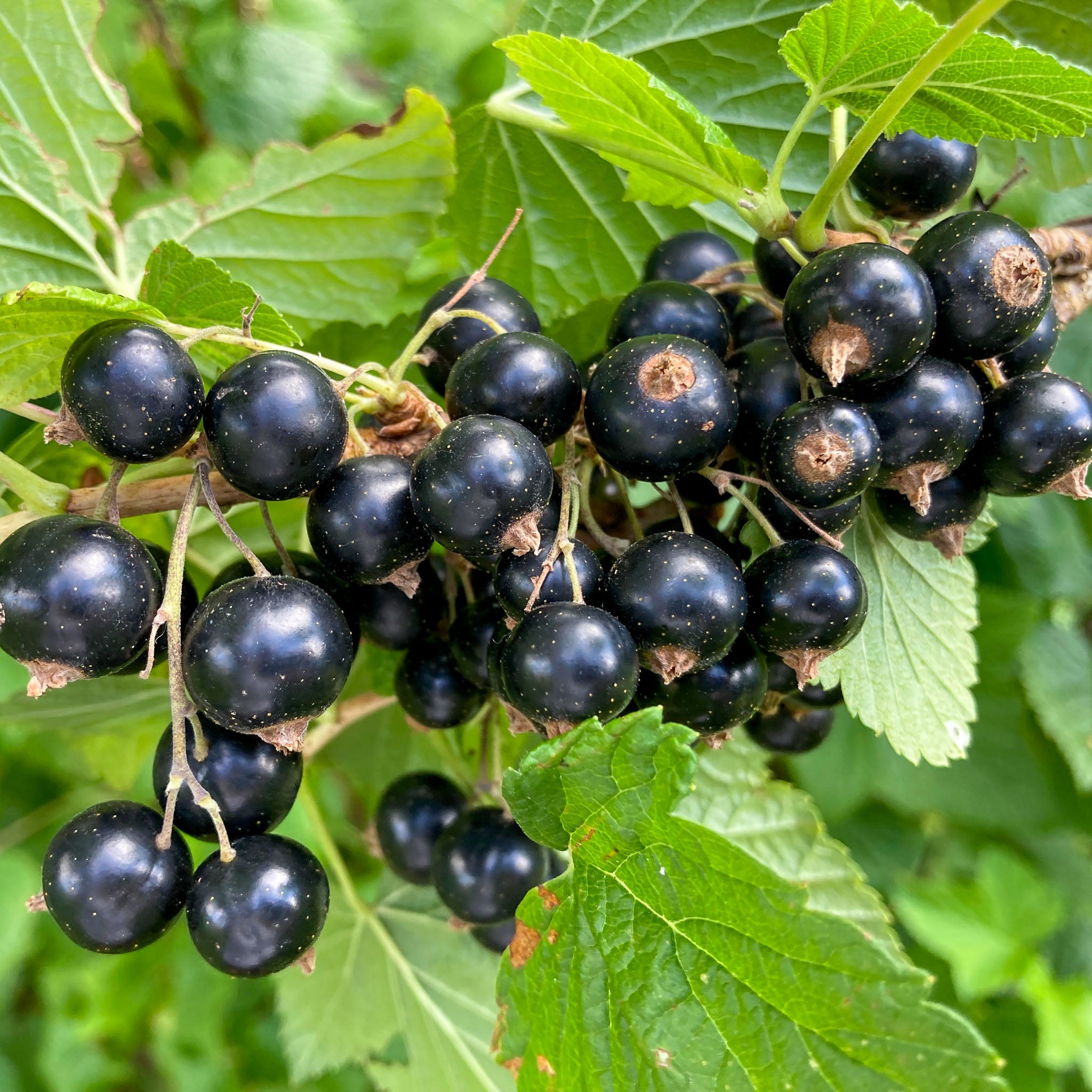 Schwarze Johannisbeere 'Titania'