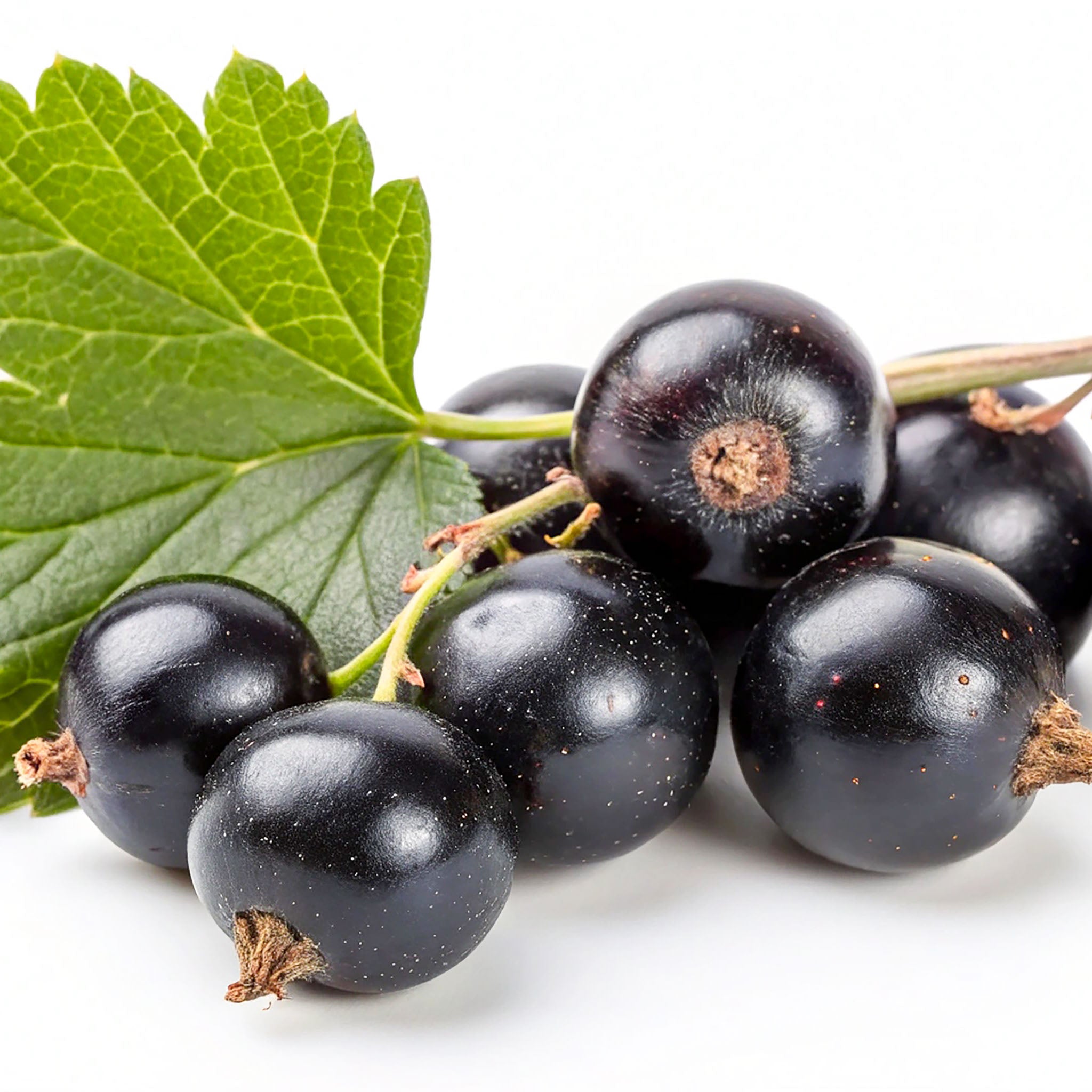 Schwarze Johannisbeere 'Titania'