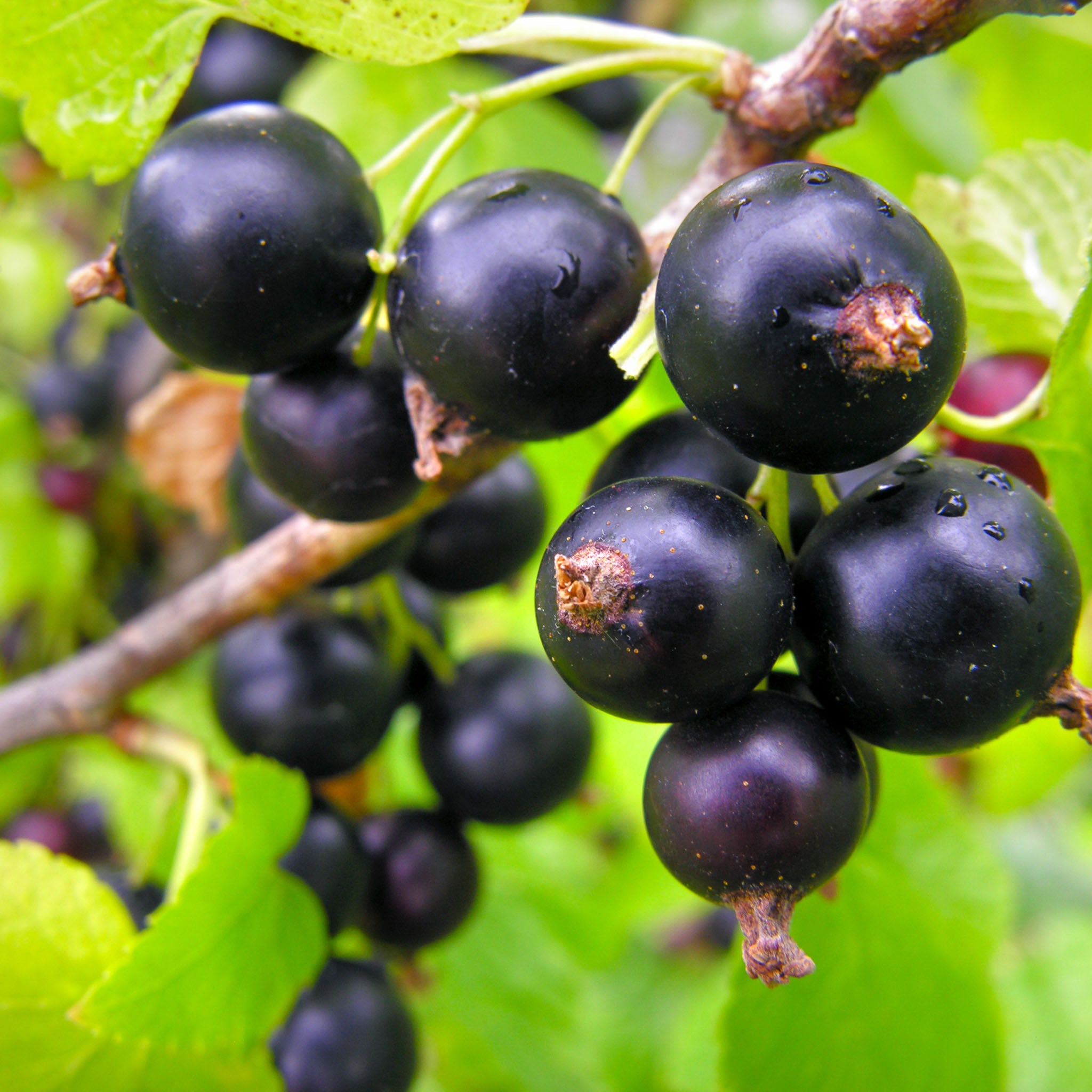 Schwarze Johannisbeere 'Tsema'