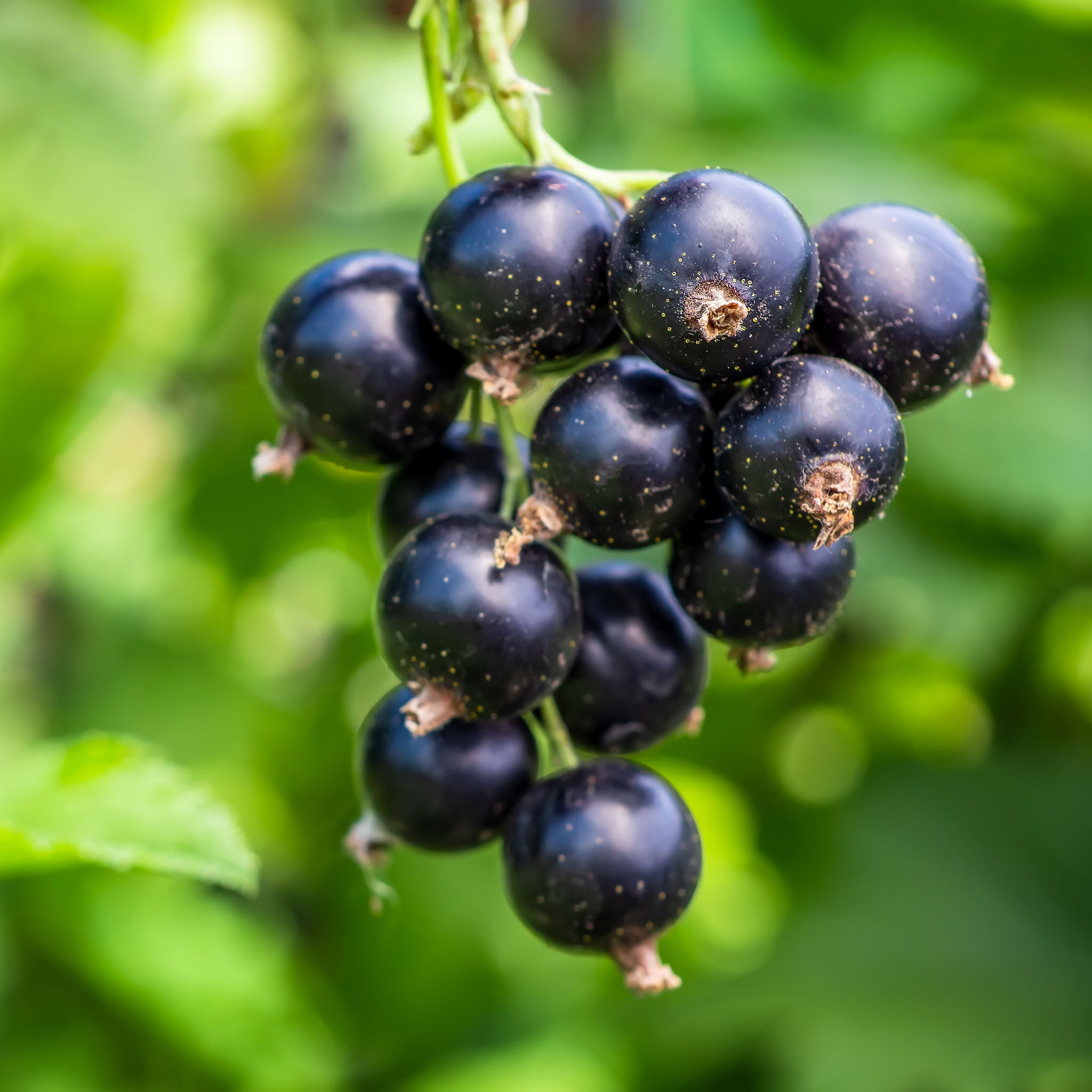 Schwarze Johannisbeere 'Tsema'