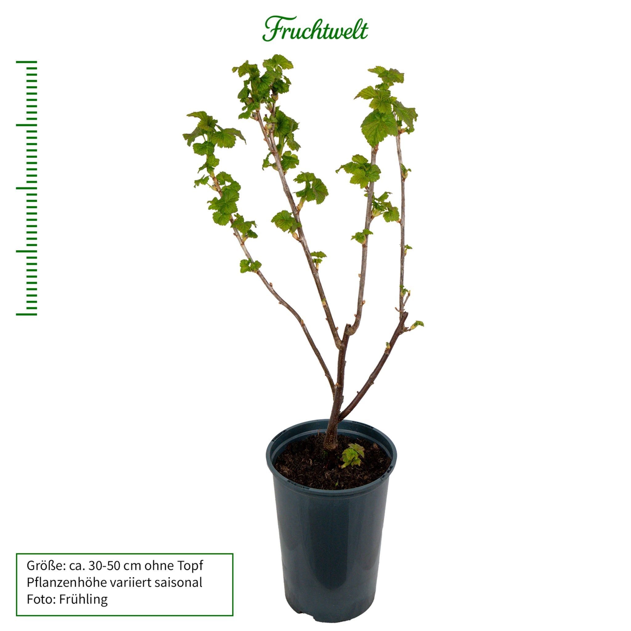 Schwarze Johannisbeere 'Titania'