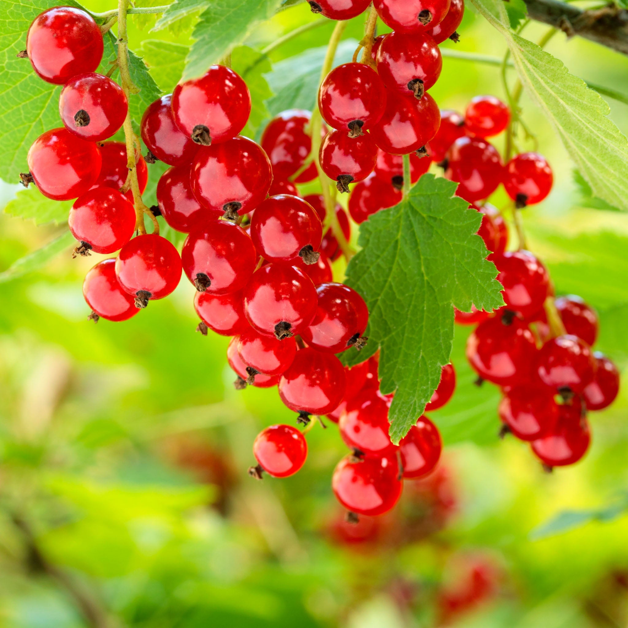 Rote Johannisbeere 'Jonkheer van Tets'