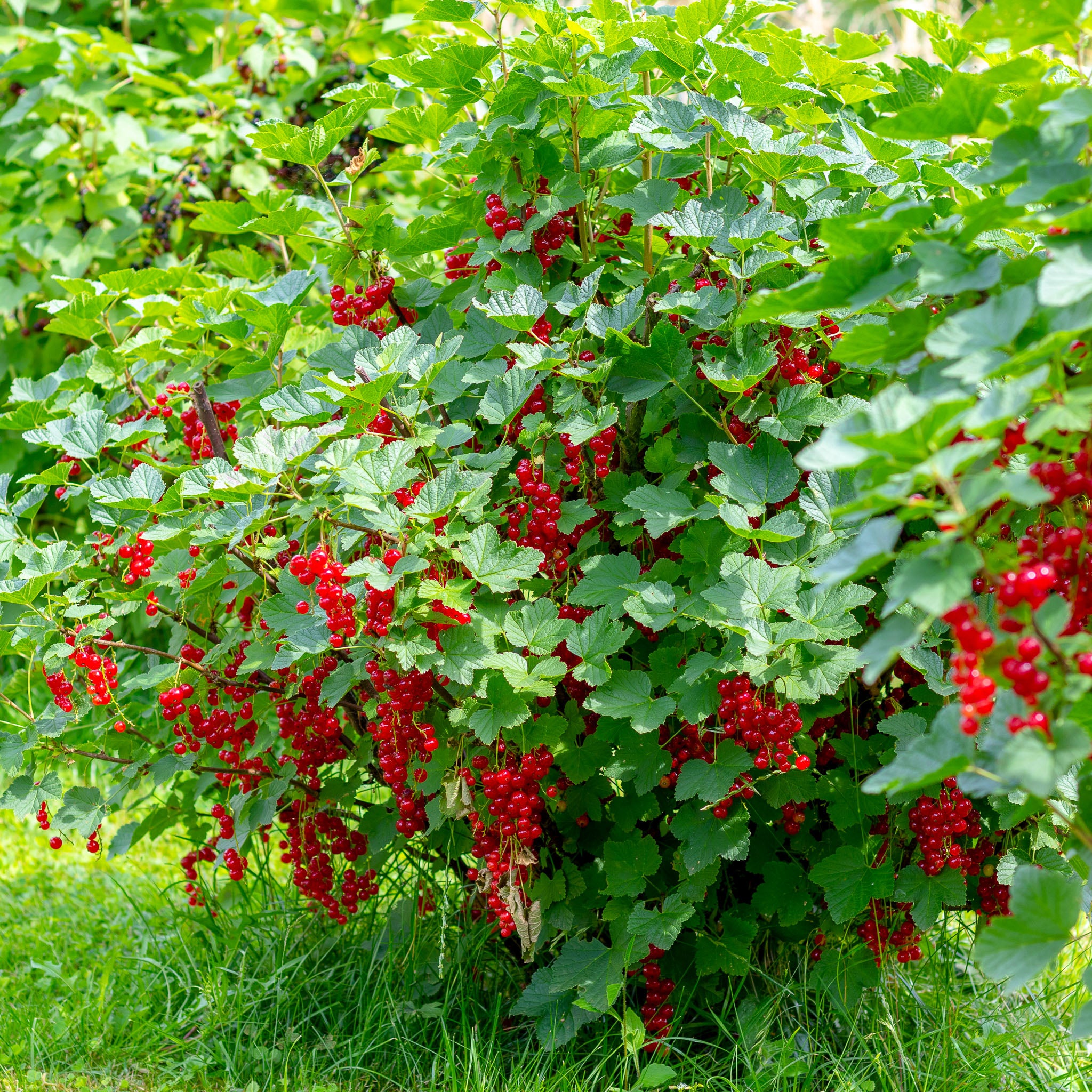 Rote Johannisbeere 'Jonkheer van Tets'