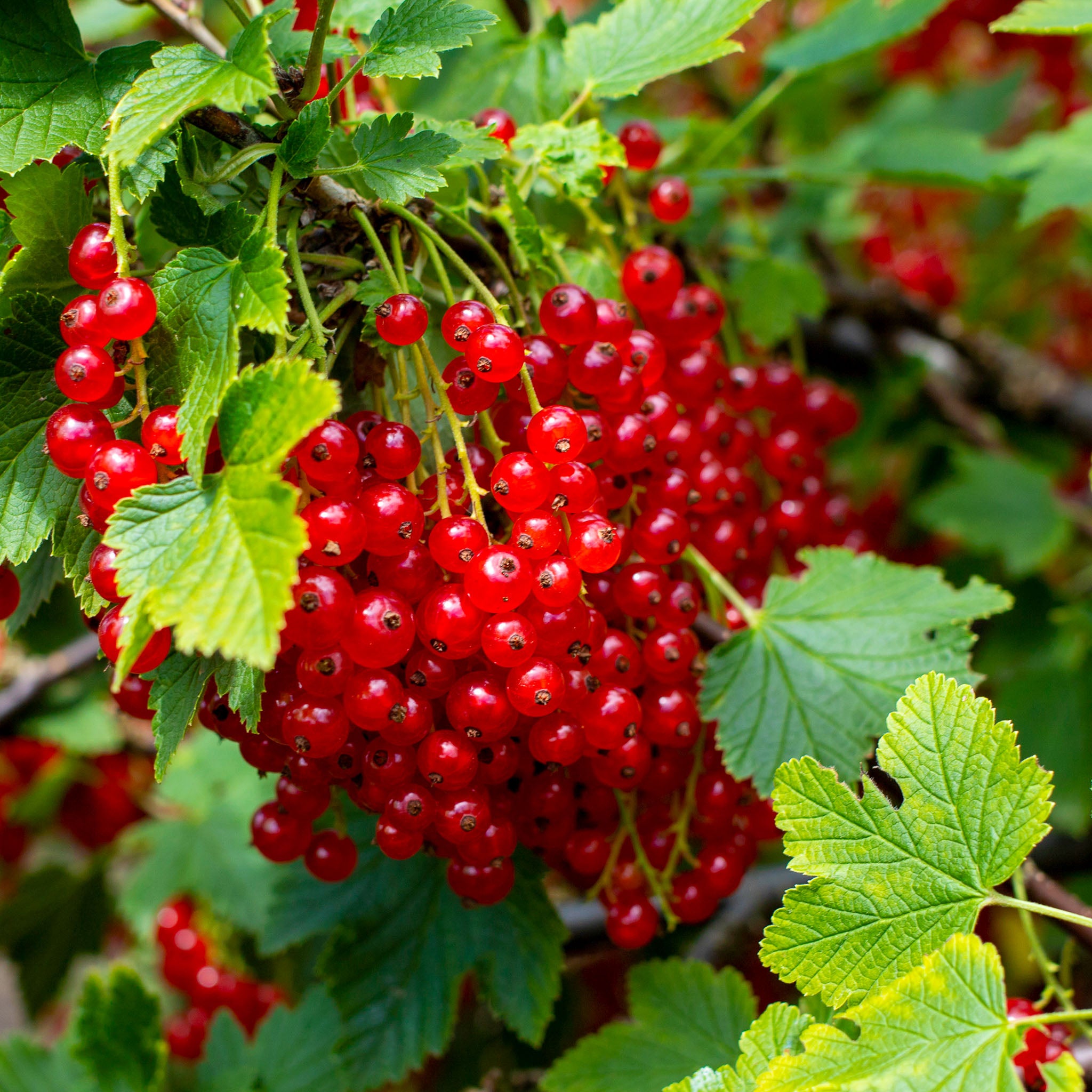 Rote Johannisbeere 'Jonkheer van Tets'