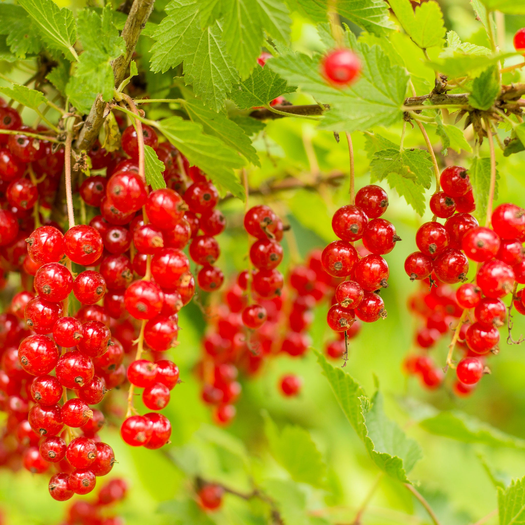 Rote Johannisbeere 'Jonkheer van Tets'
