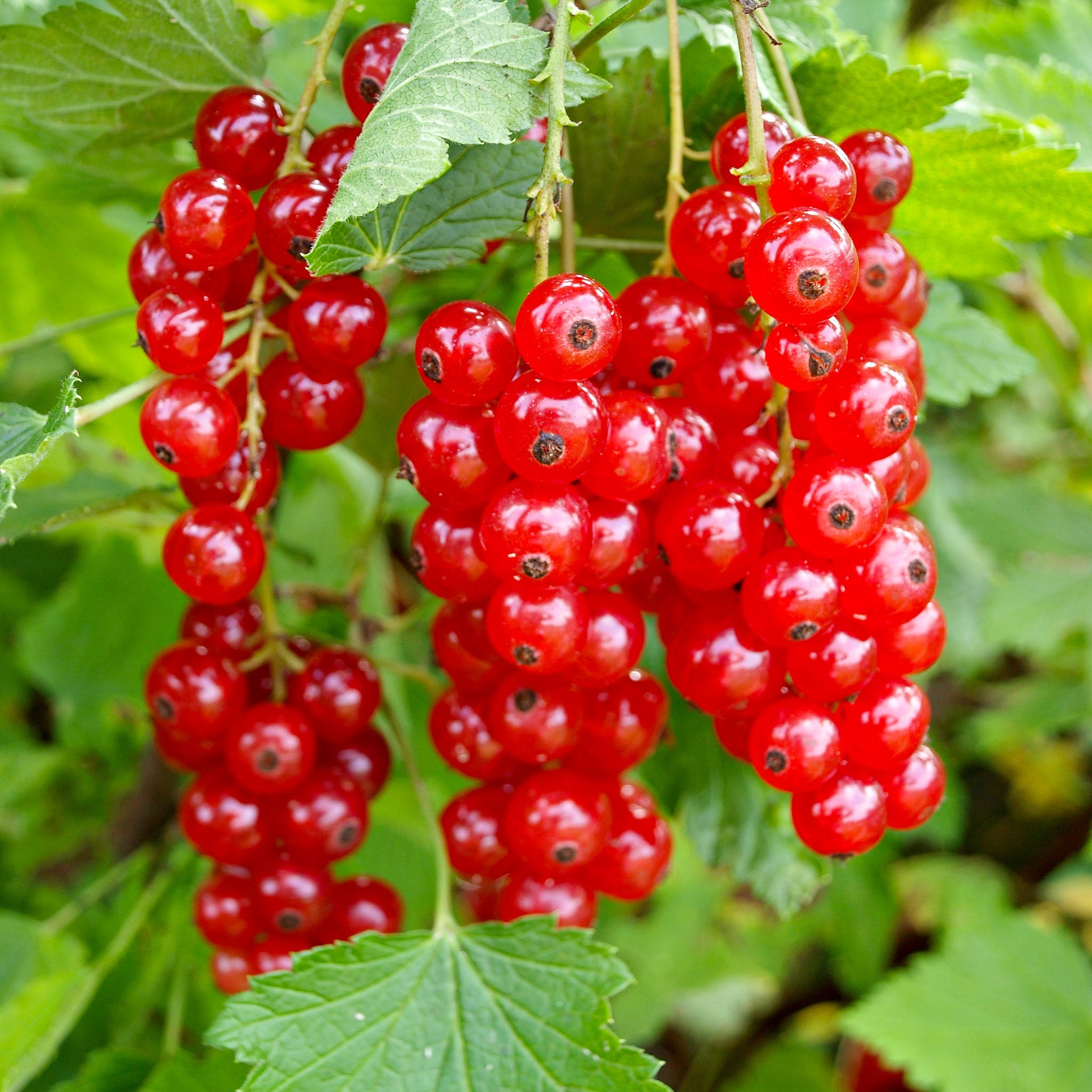 Rote Johannisbeere 'Lisette®'