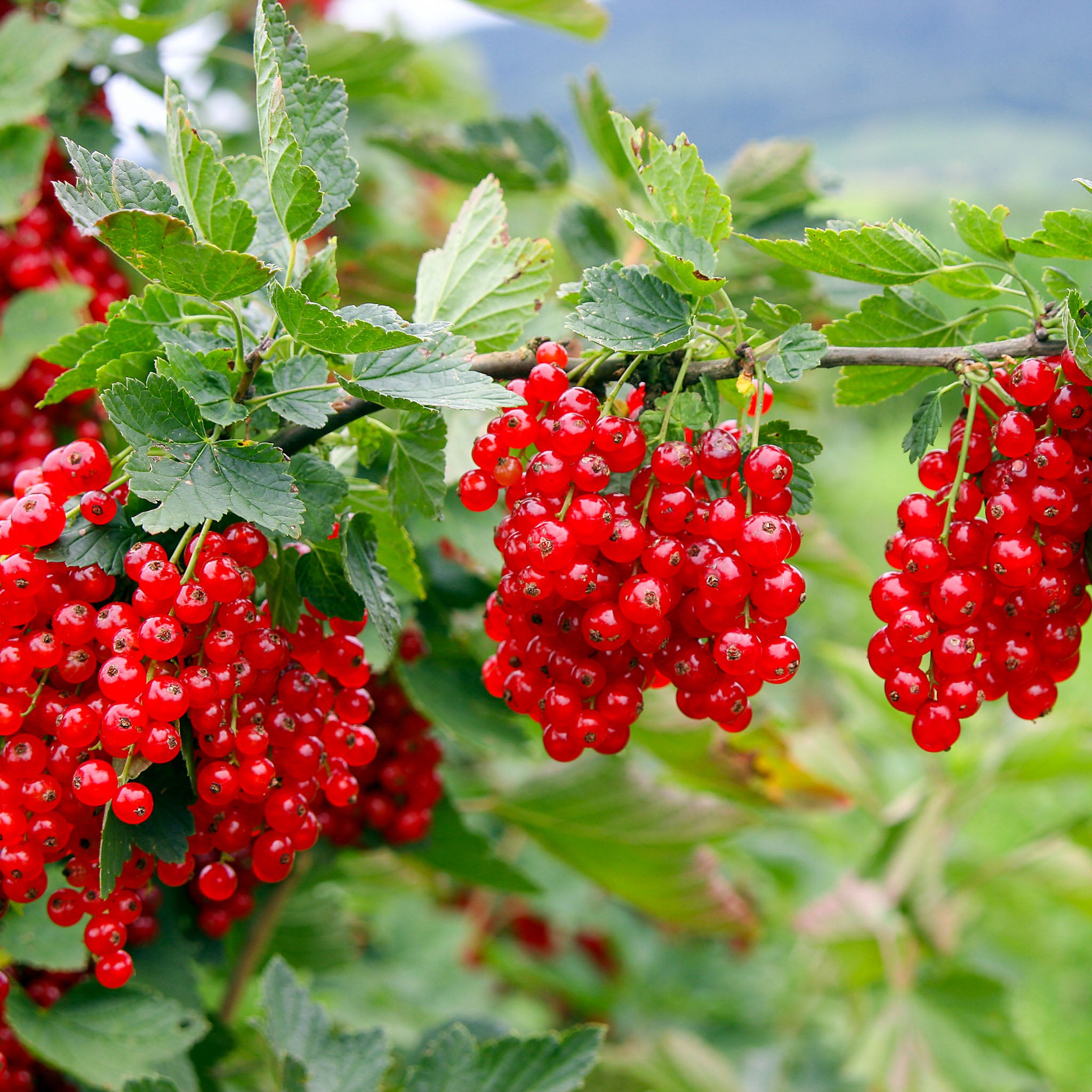 Rote Johannisbeere 'Lisette®'