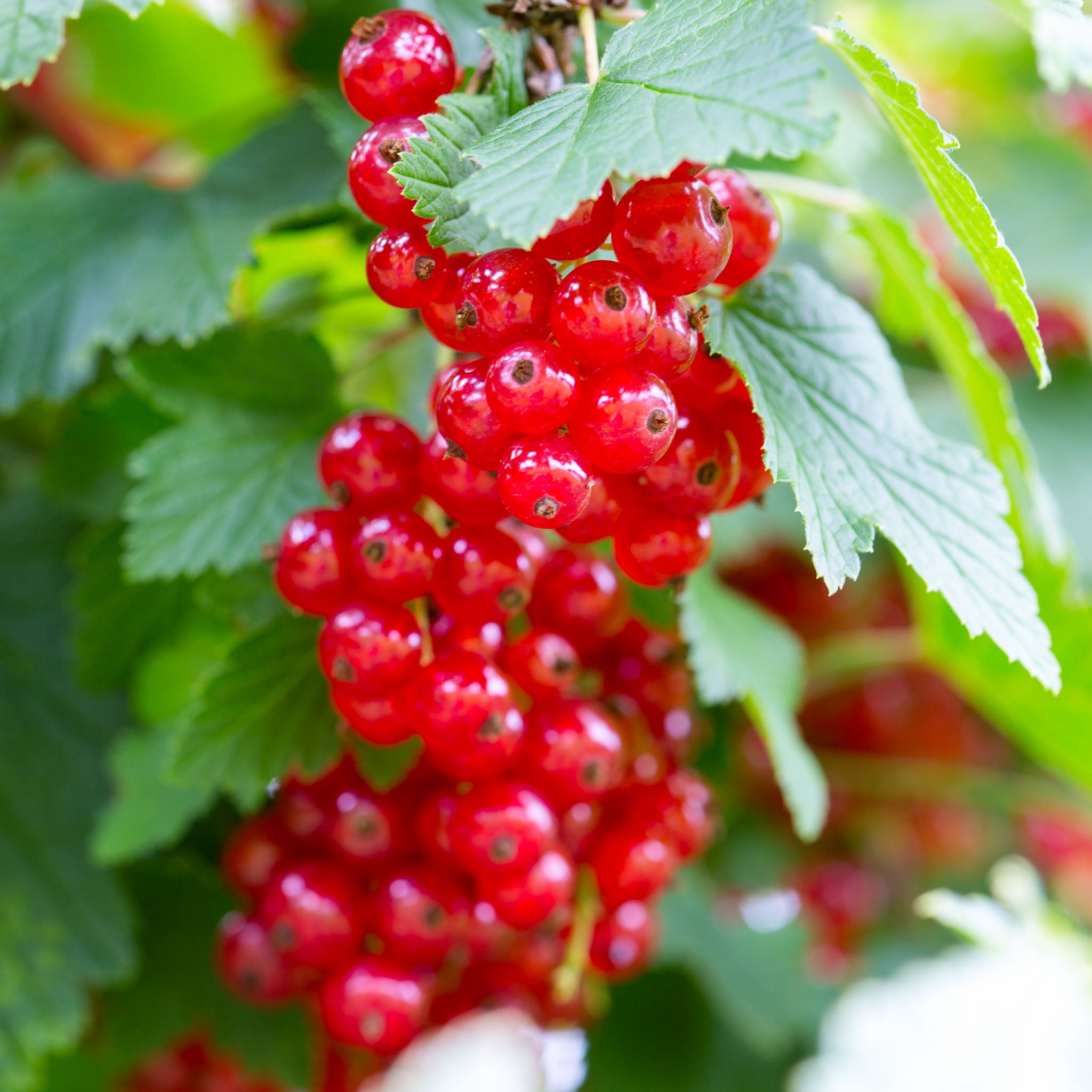 Rote Johannisbeere 'Lisette®'