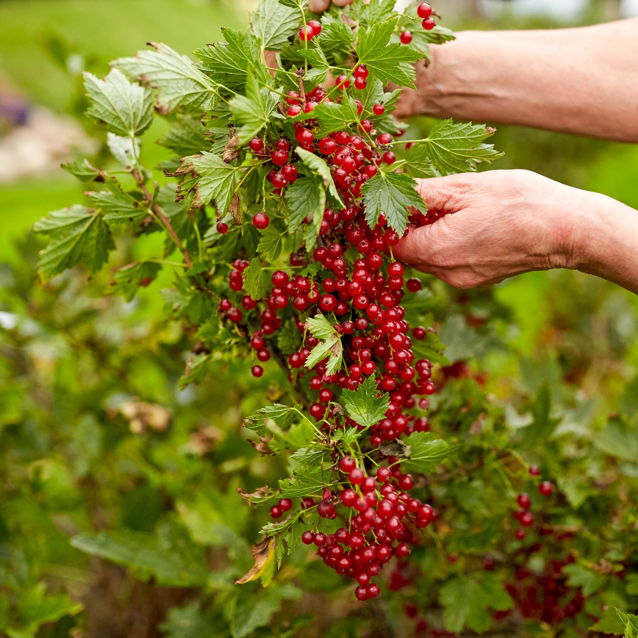 Rote Johannisbeere 'Sonette®'