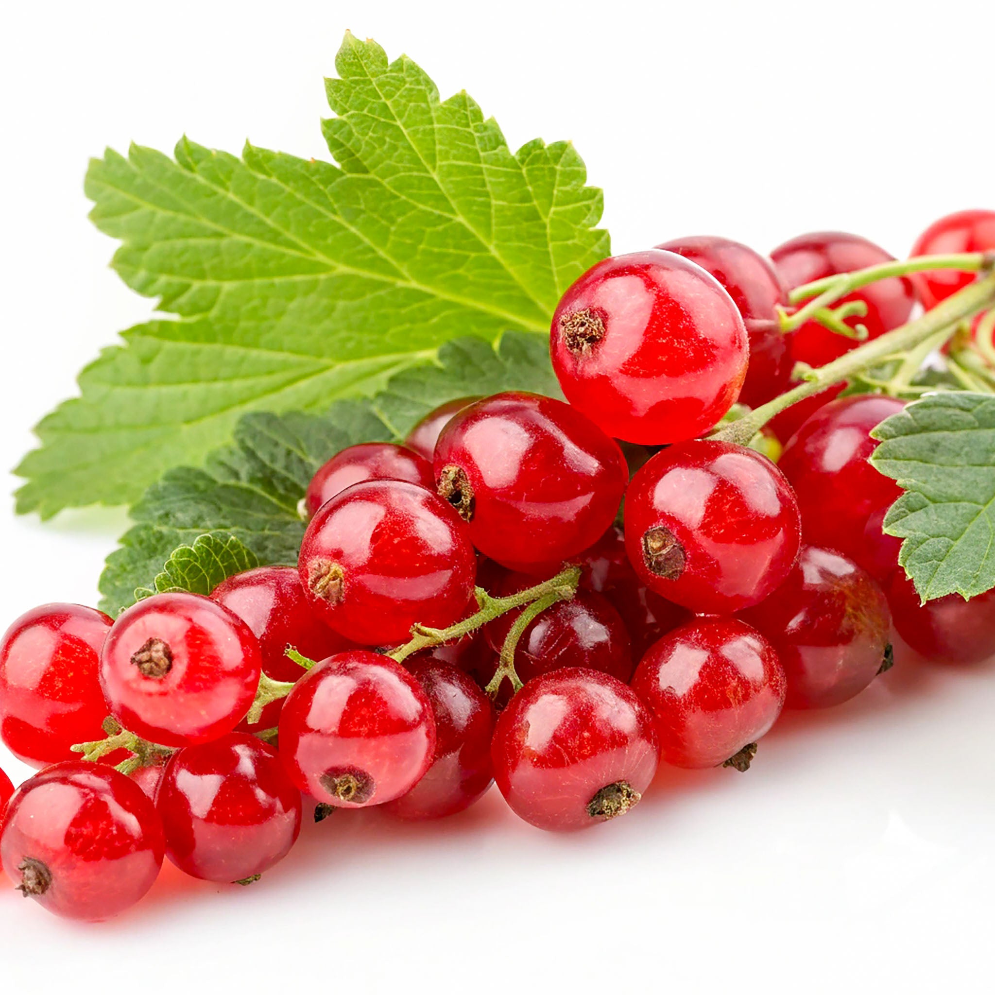 Rote Johannisbeere 'Sonette®'