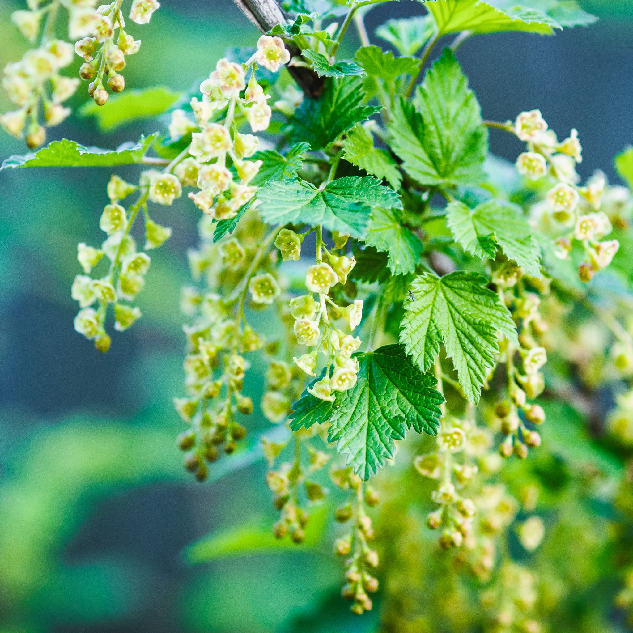 Rote Johannisbeere 'Sonette®'