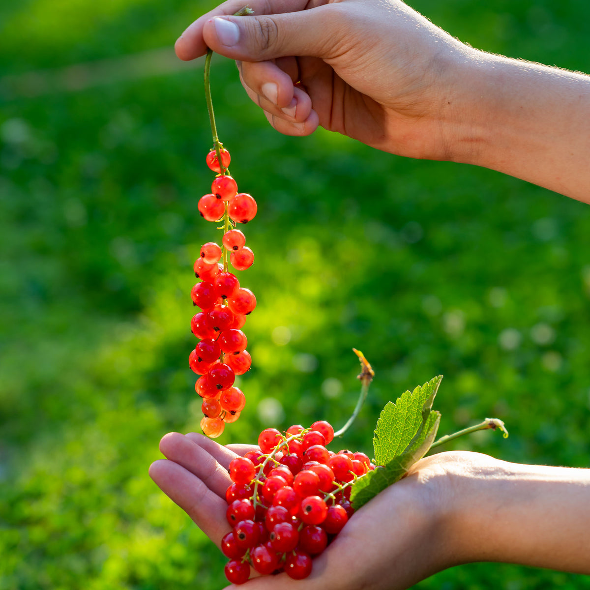 Rote Johannisbeere 'Rolan'