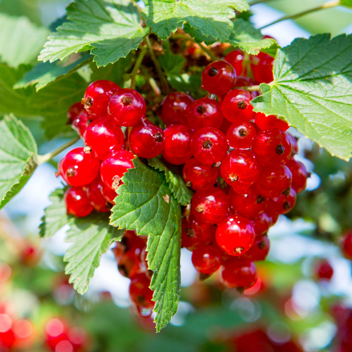 Rote Johannisbeere 'Rolan'