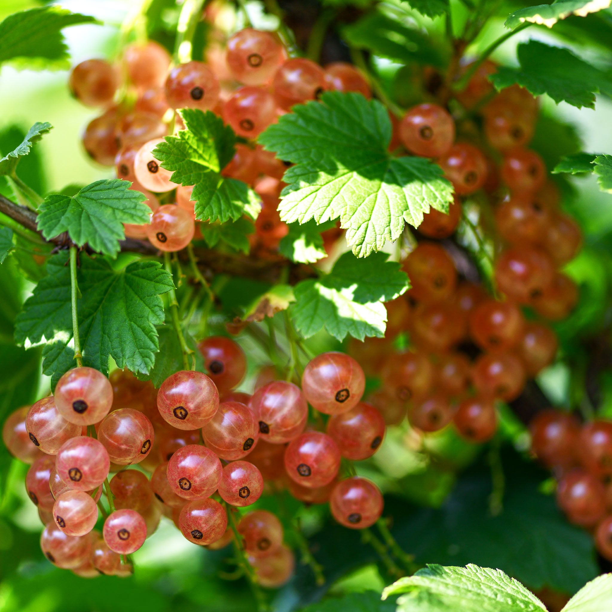 Rote Johannisbeere 'Rosetta'