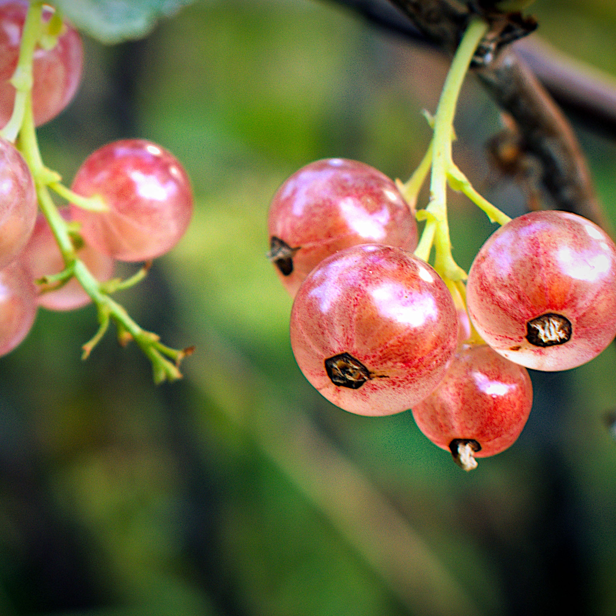 Rote Johannisbeere 'Rosetta'