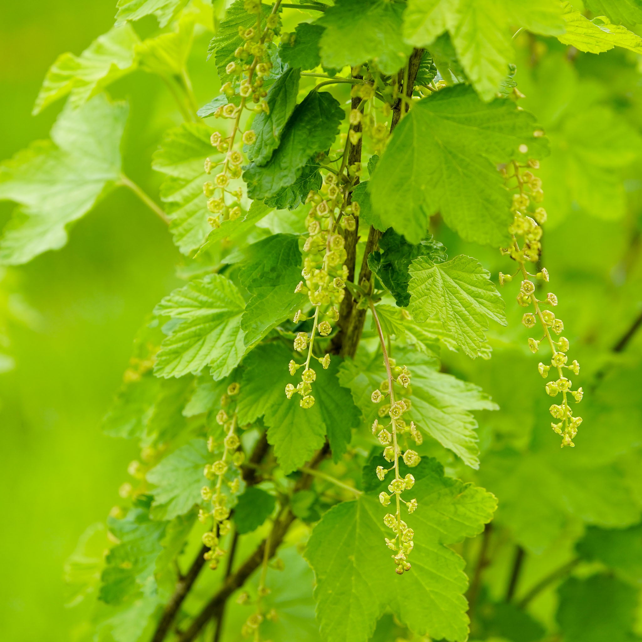 Rote Johannisbeere 'Rovada'