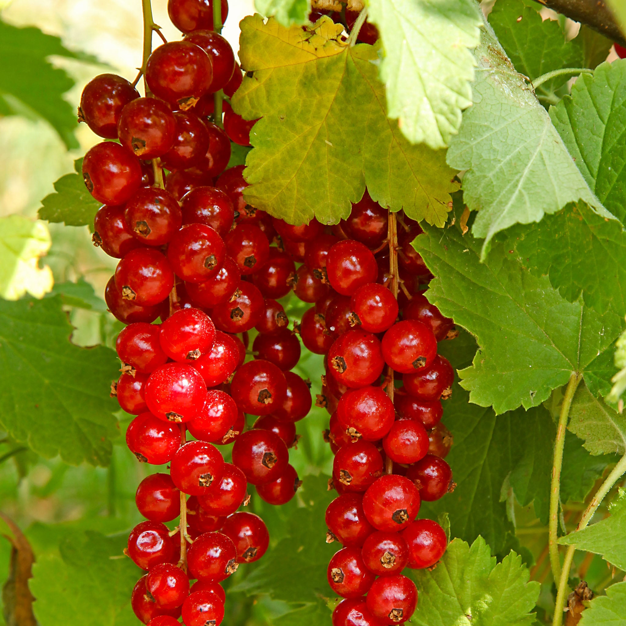 Rote Johannisbeere 'Rovada'