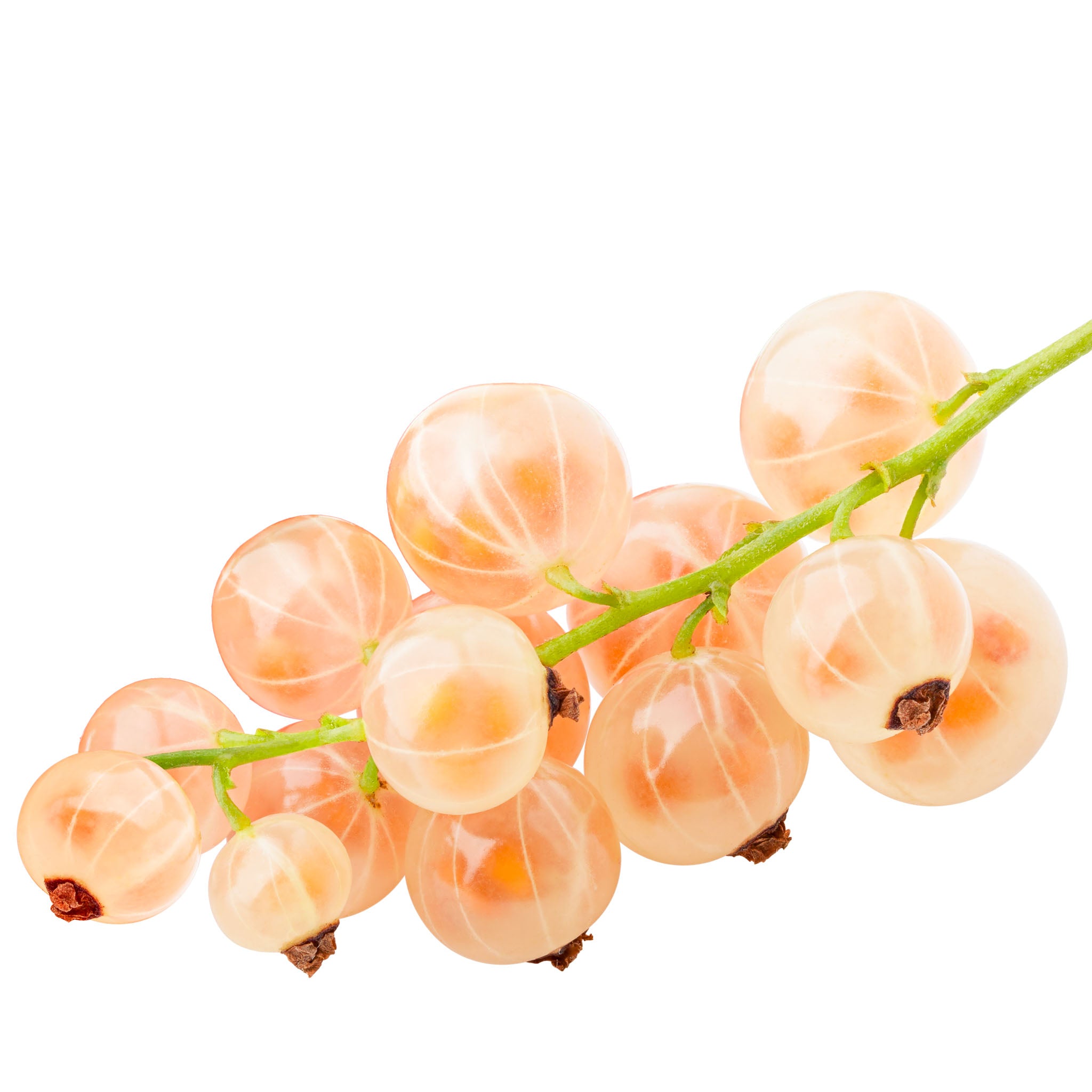 Weiße Johannisbeere 'Werdavia'