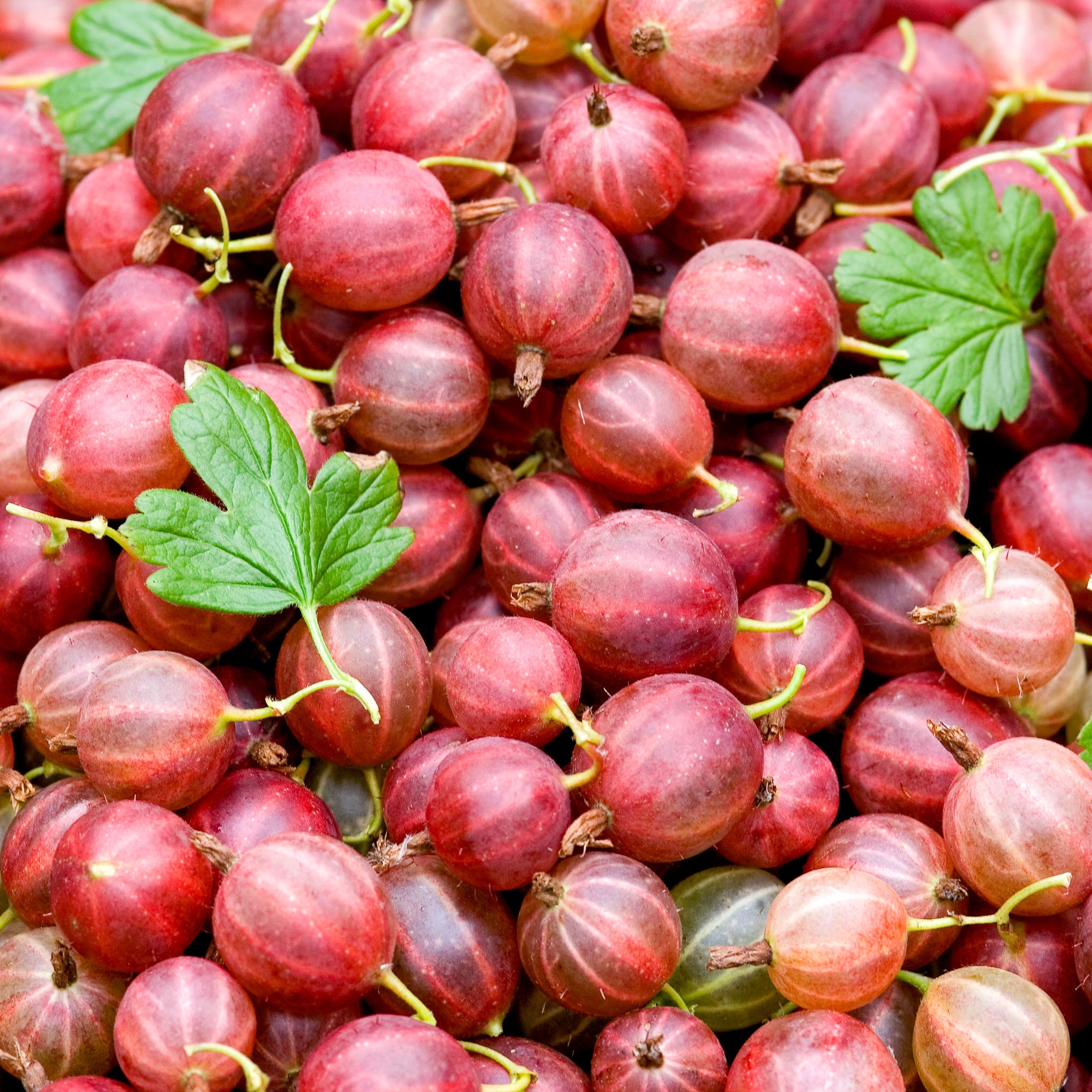 Stachelbeere 'Hinnonmäki Rot'