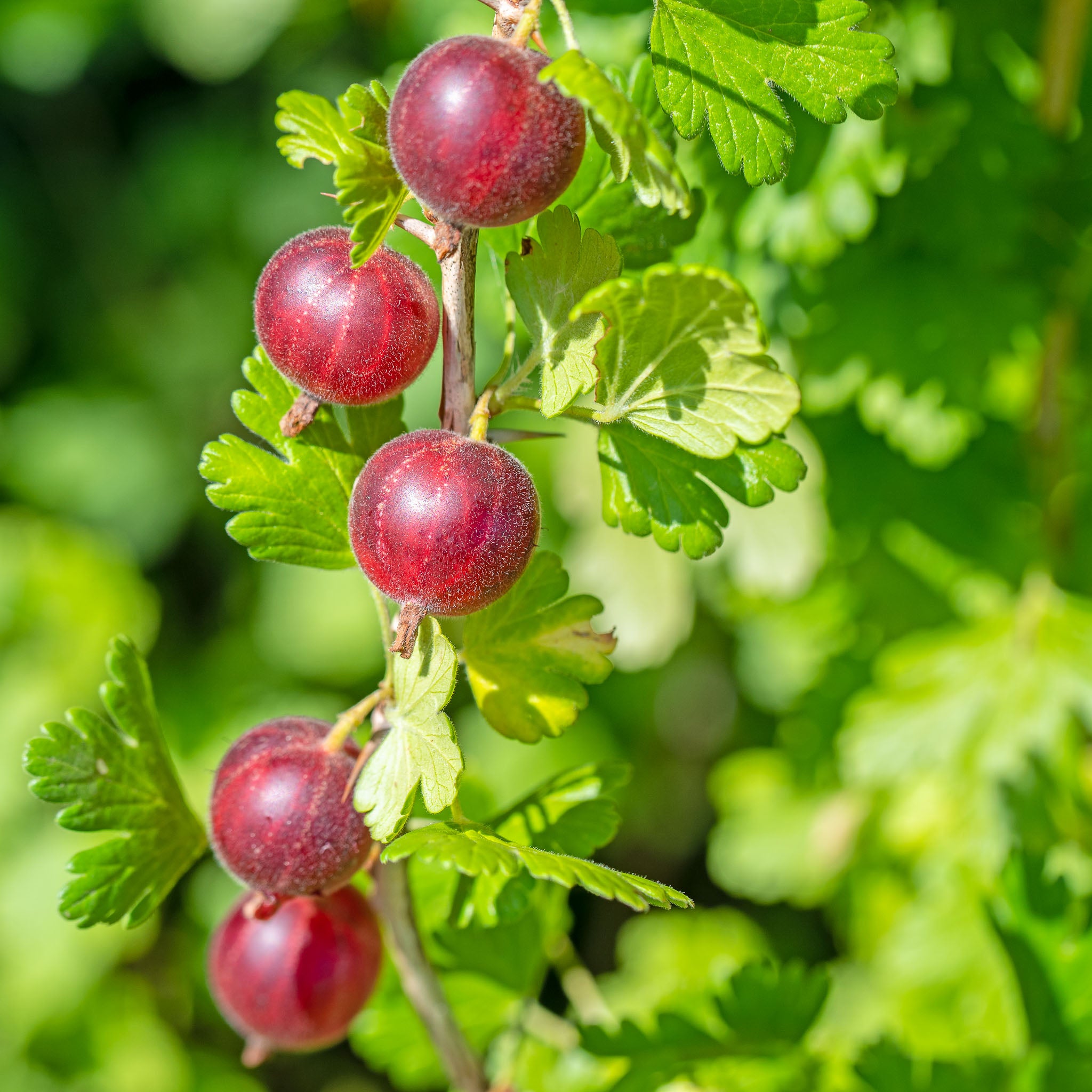 Stachelbeere 'Hinnonmäki Rot'