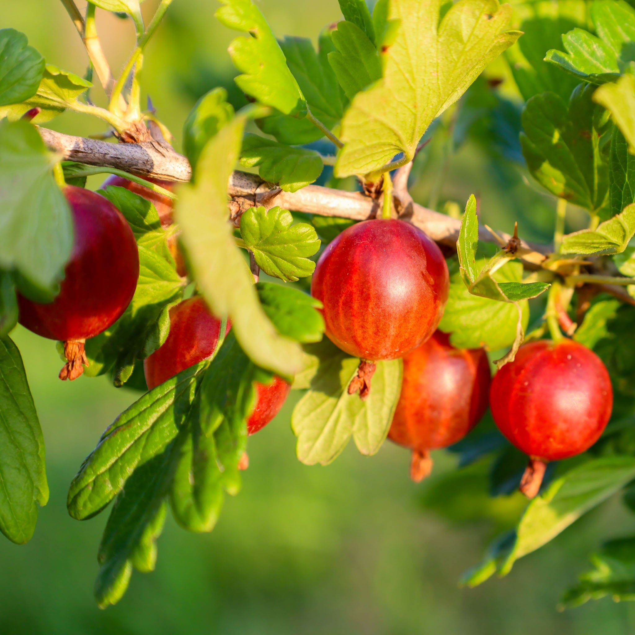 Stachelbeere 'Hinnonmäki Rot'