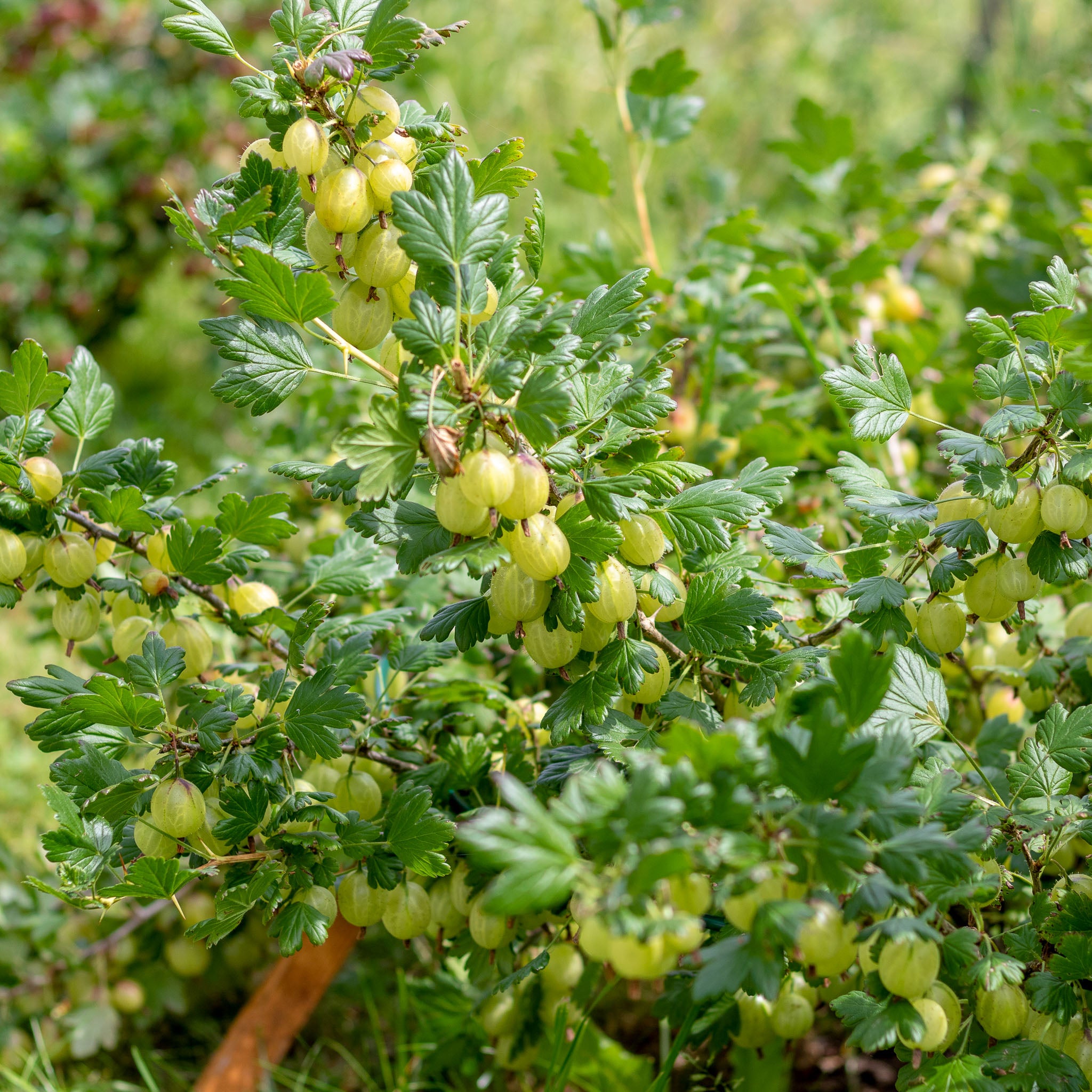 Stachelbeere 'Invicta'