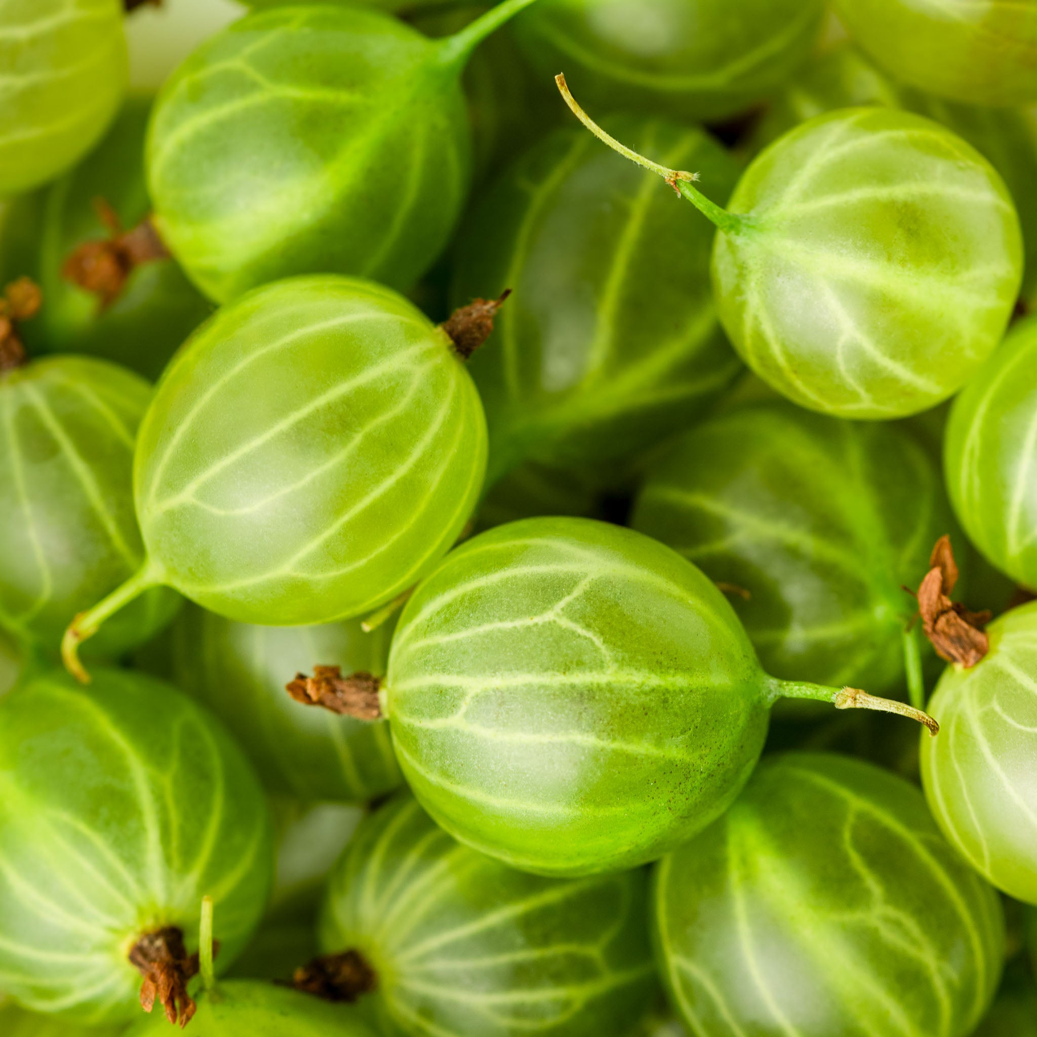 Stachelbeere 'Mucurines'
