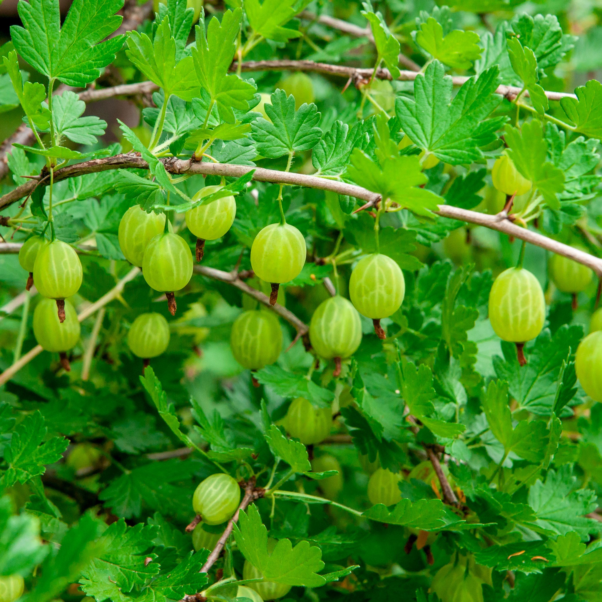 Stachelbeere 'Mucurines'