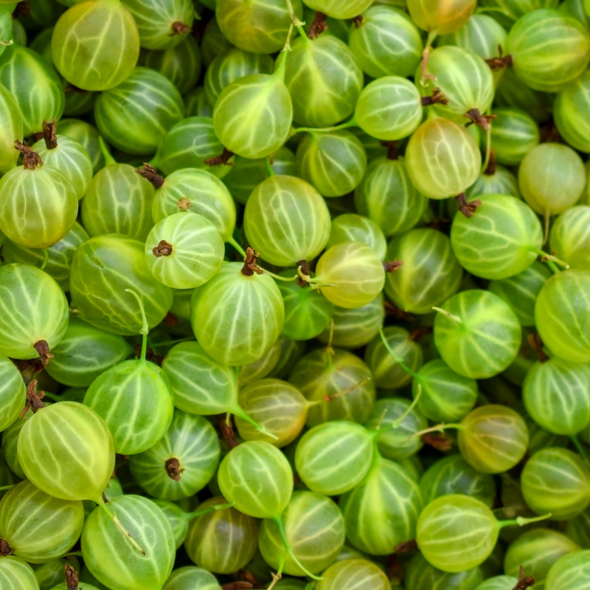Stachelbeere 'Mucurines'