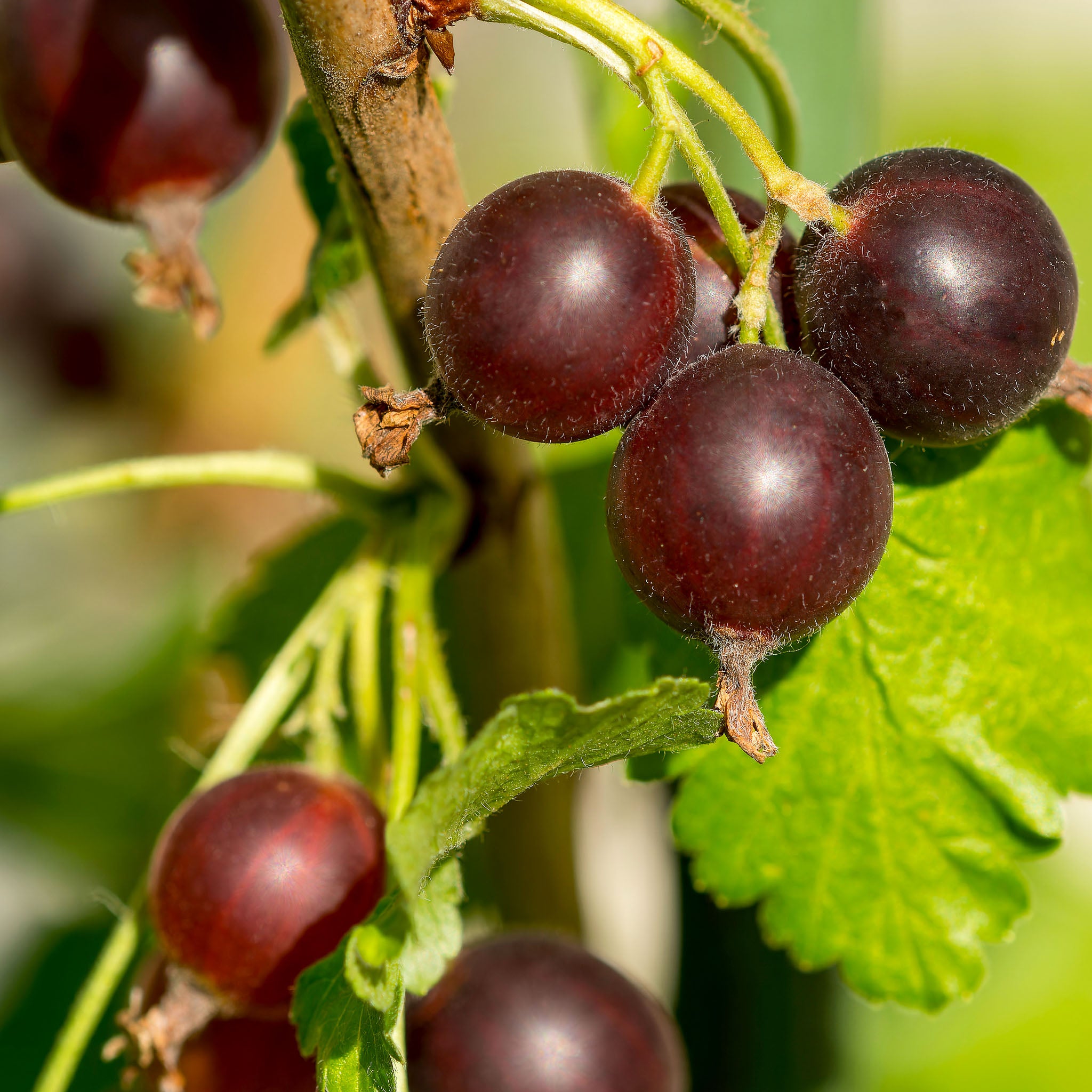 Jostabeere 'Jofruity®'