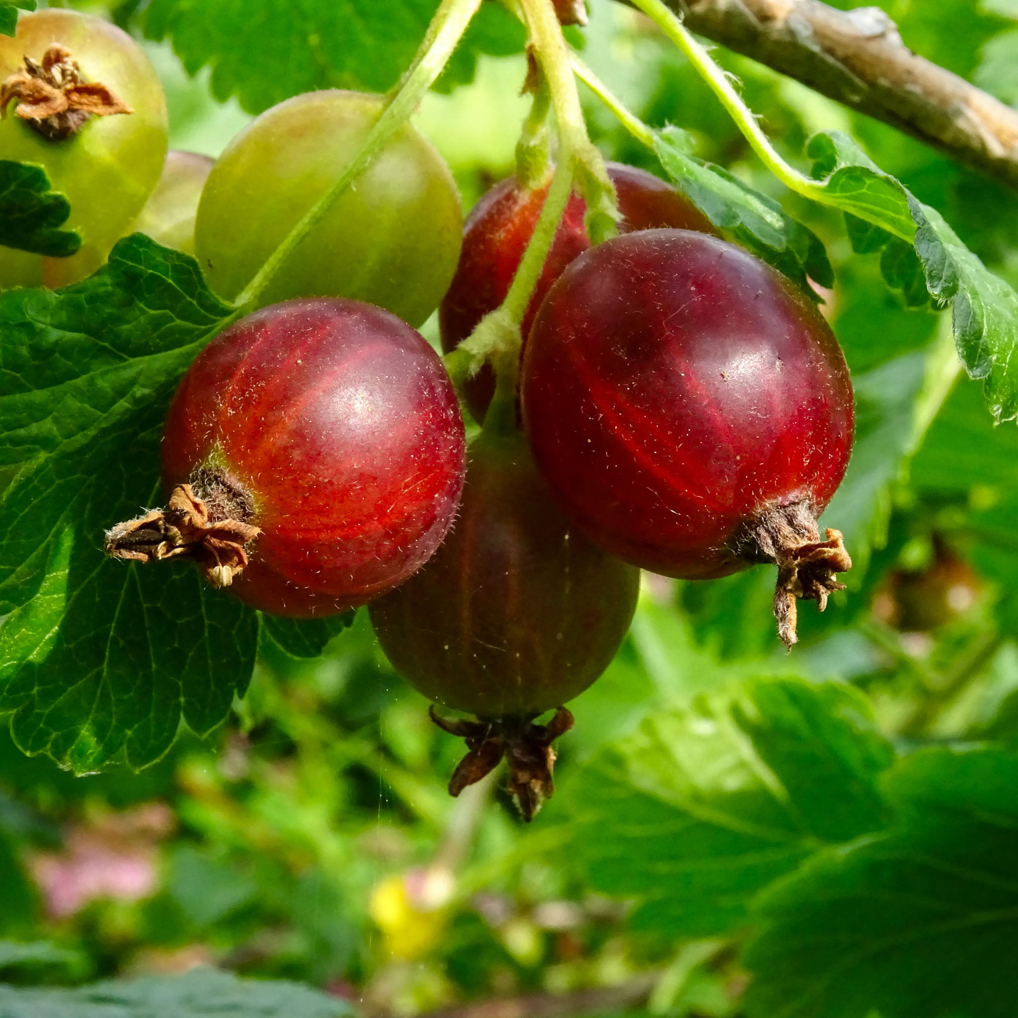 Jostabeere
