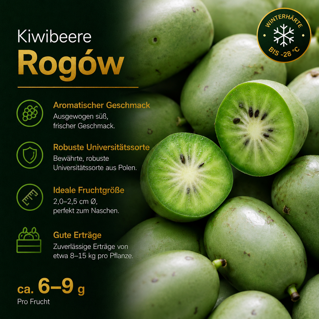 Kiwibeere 'Rogów'
