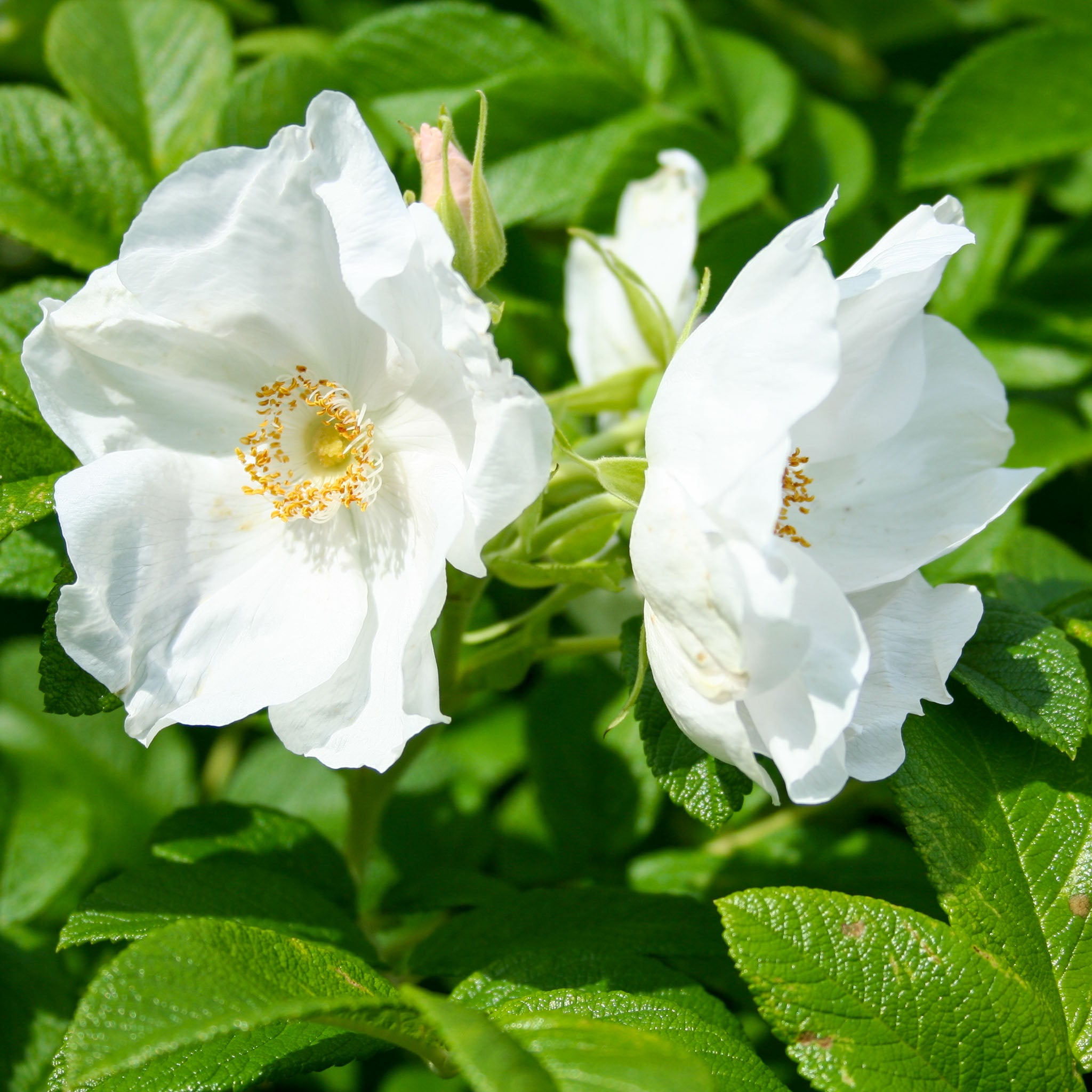 Apfel-Rose 'Alba'