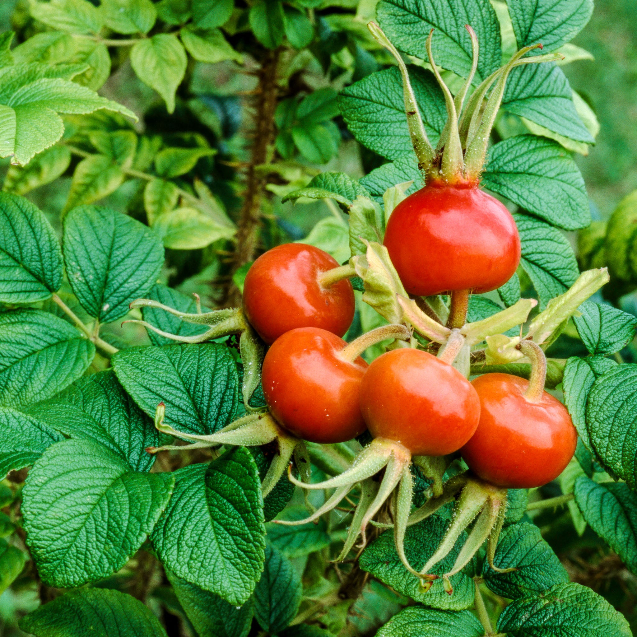 Apfel-Rose 'Alba'