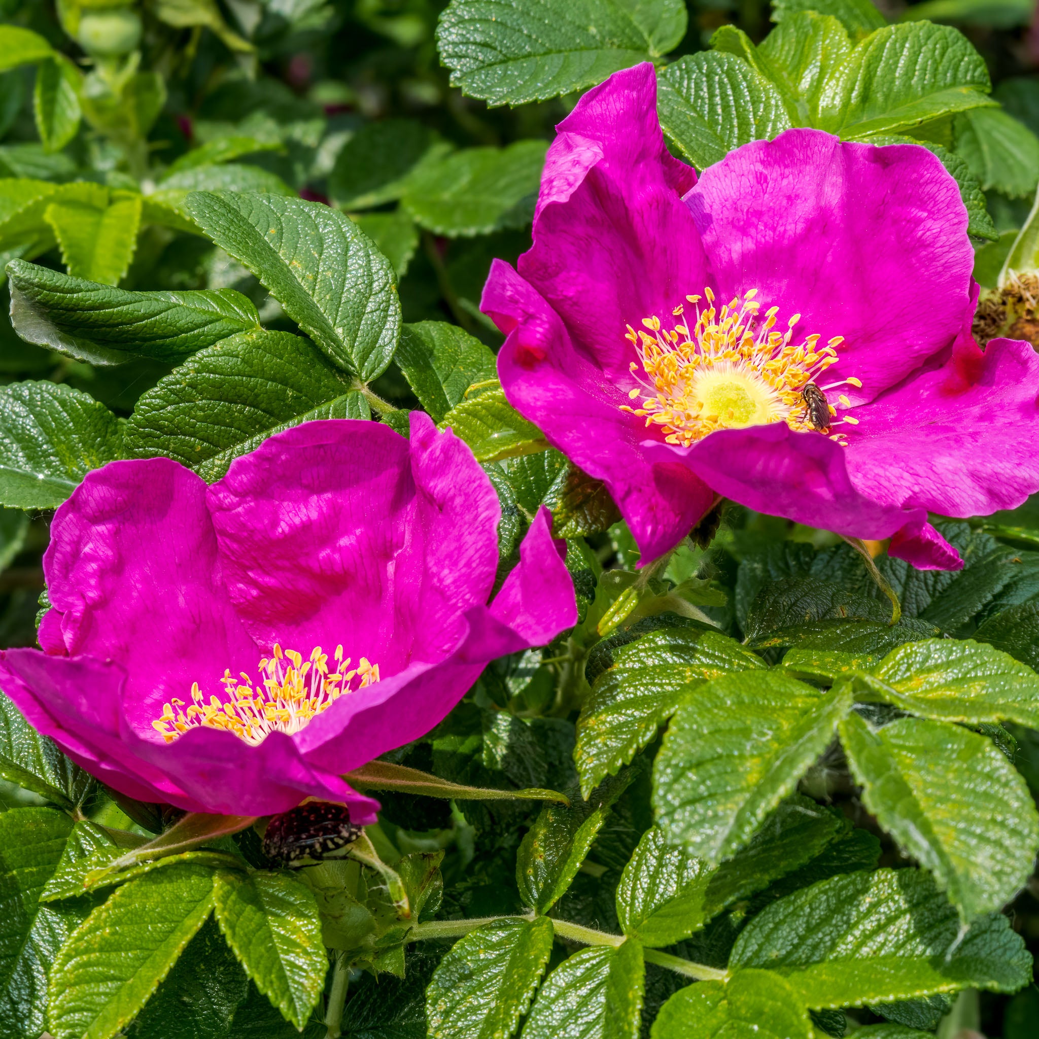 Apfel-Rose 'Rubra'
