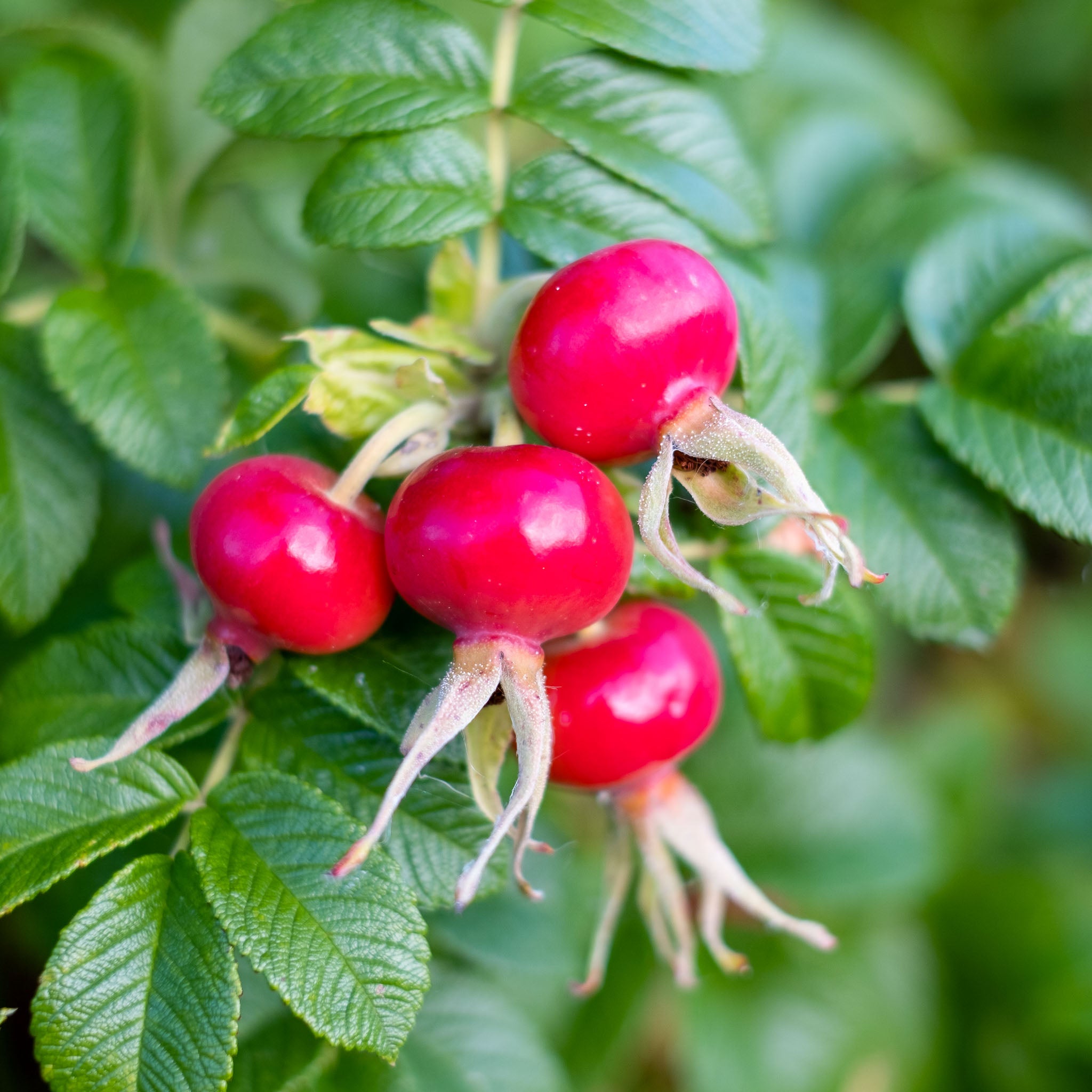 Apfel-Rose 'Rubra'