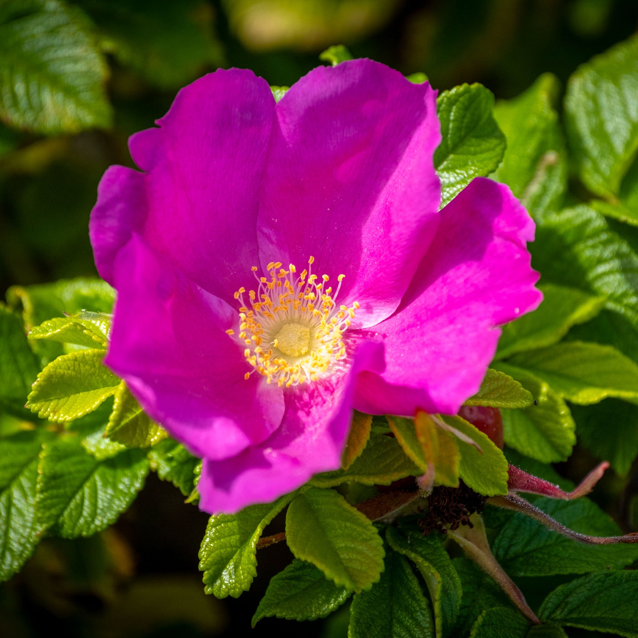 Apfel-Rose 'Rubra'