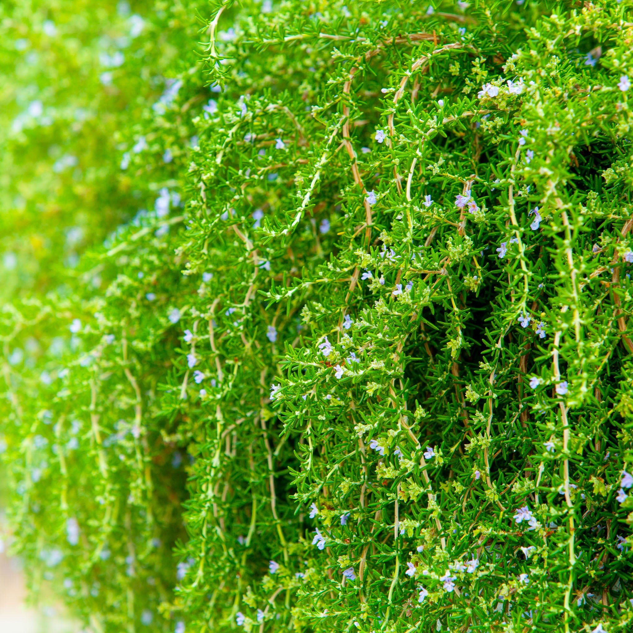 Kriechender Rosmarin 'Prostratus'