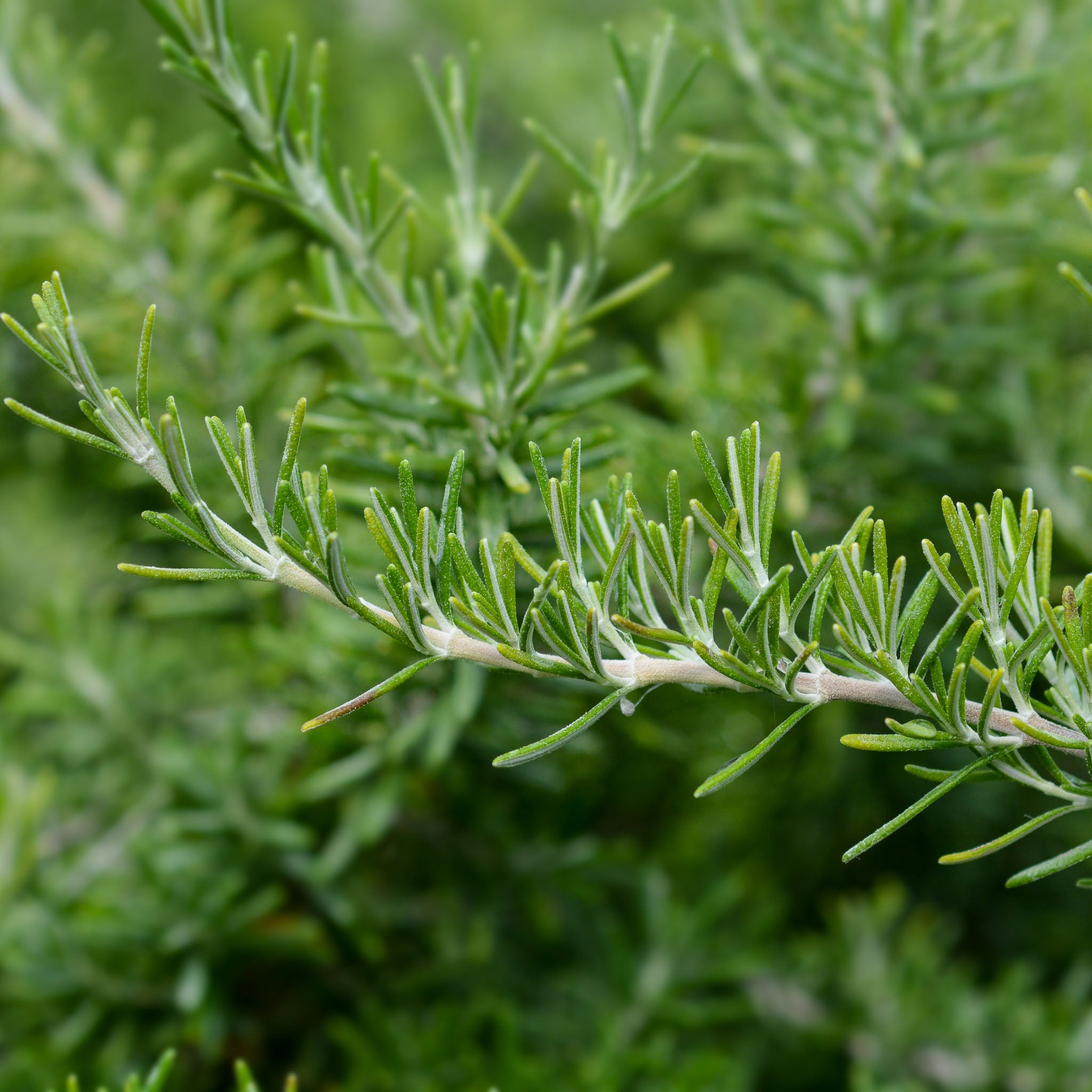 Kriechender Rosmarin 'Prostratus'