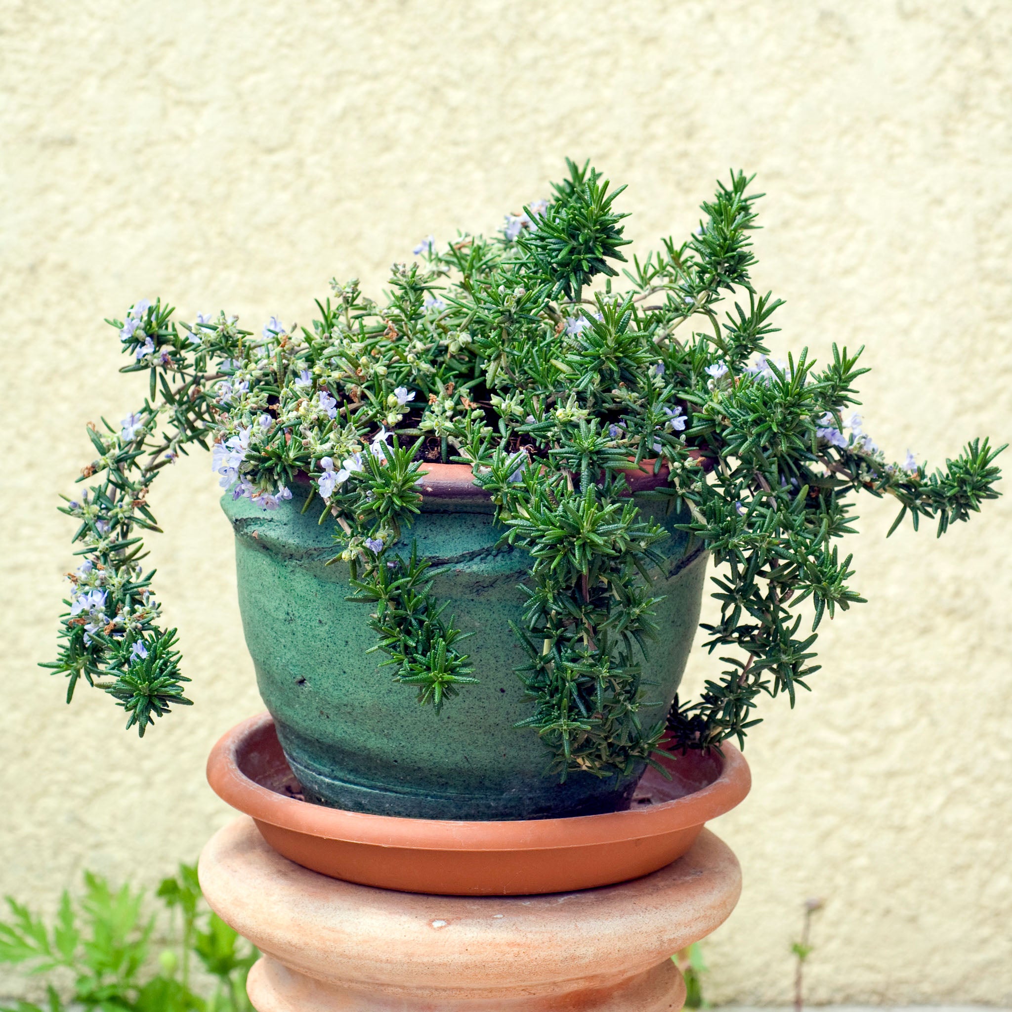Kriechender Rosmarin 'Prostratus'