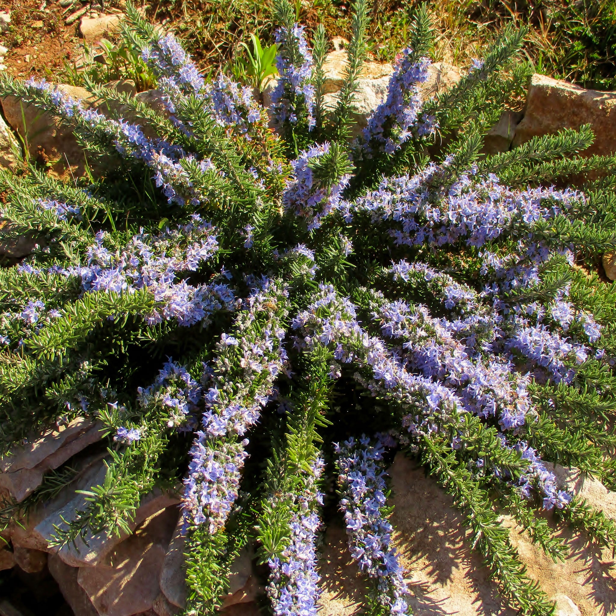 Kriechender Rosmarin 'Prostratus'