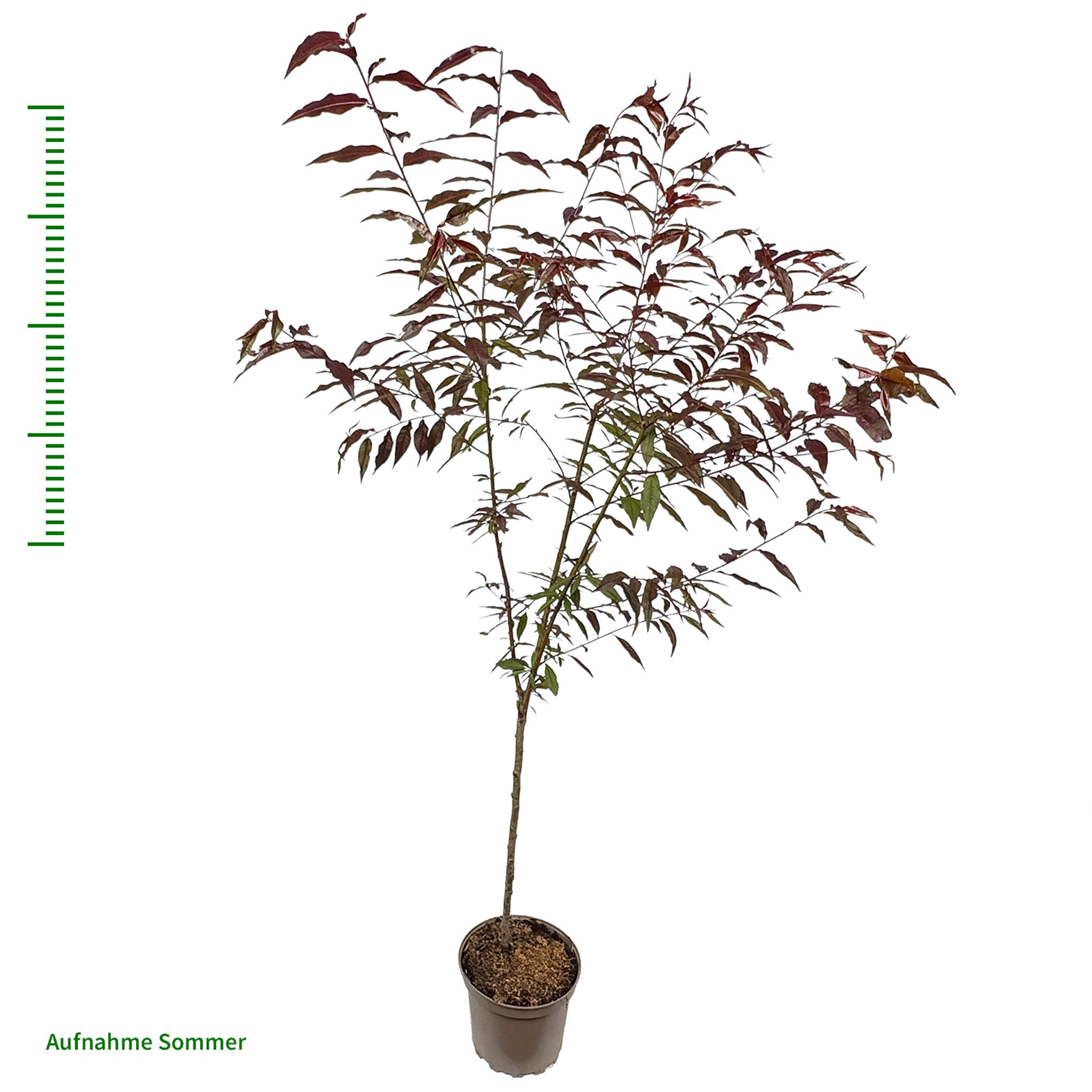 Pfirsich 'Rubira'
