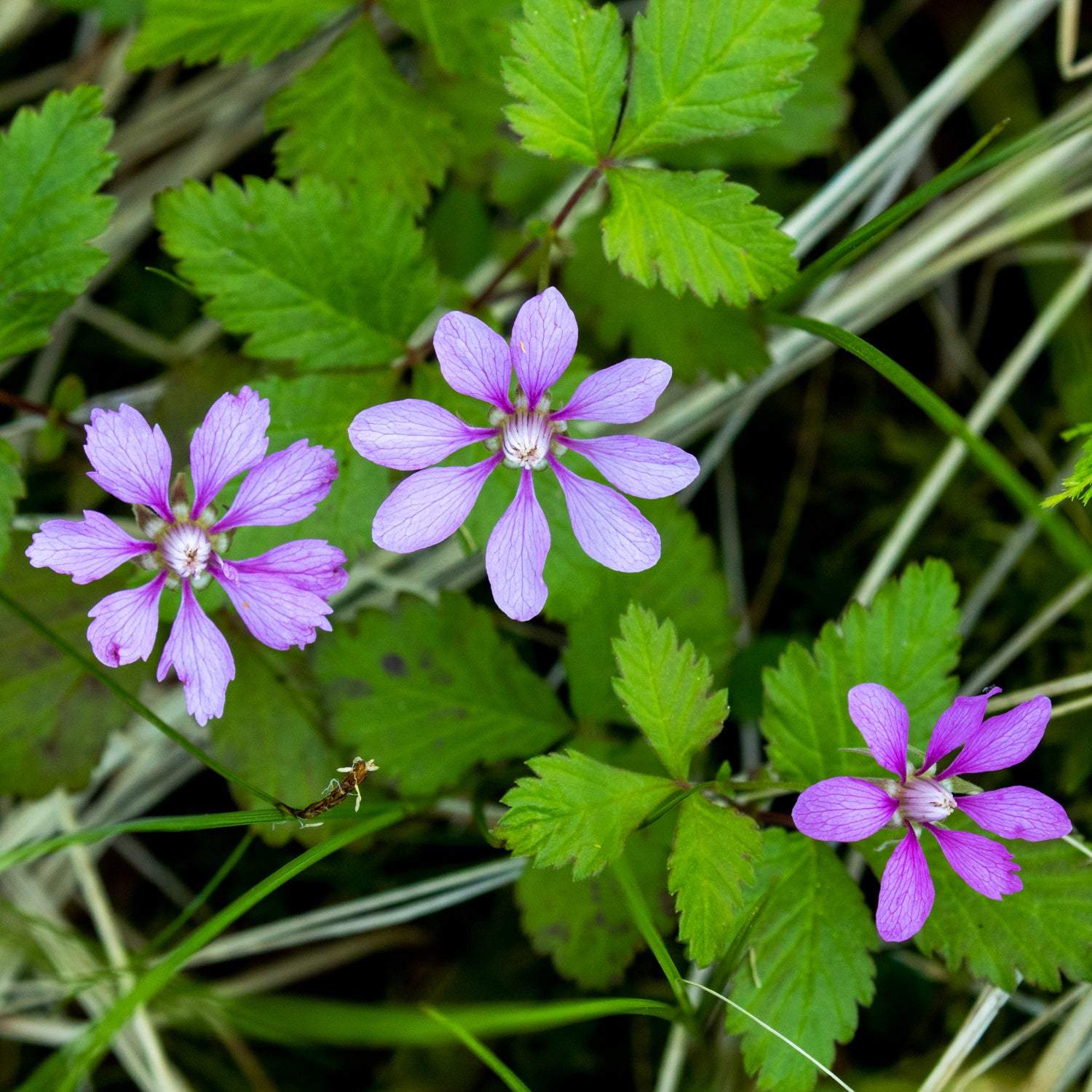 Arktische Himbeere 'Marika'