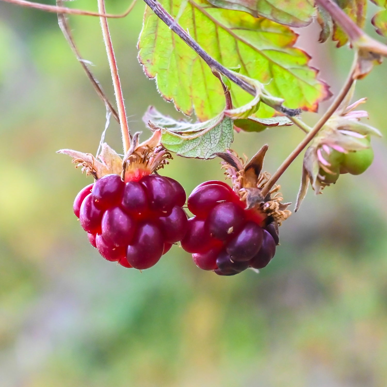 Arktische Himbeere 'Mespi'