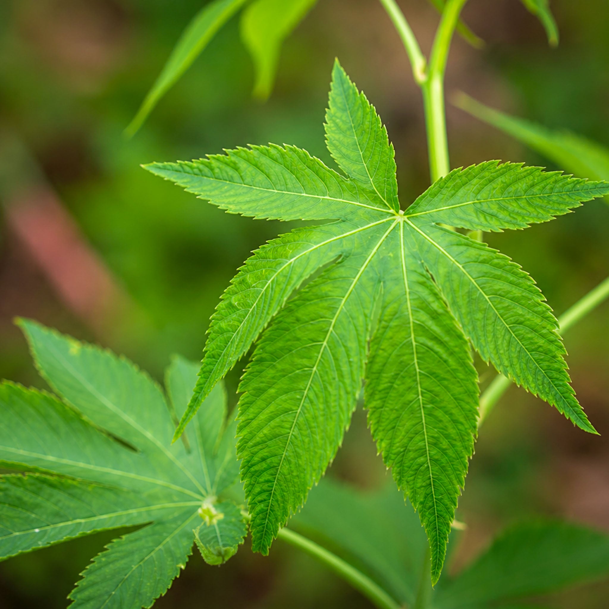 Zuckerblatt-Brombeere 'Sugarleaf'