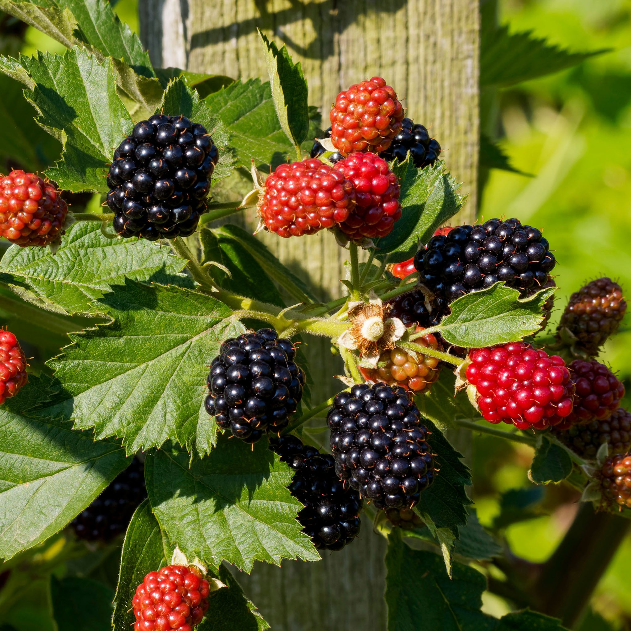 Brombeere 'Black Satin'