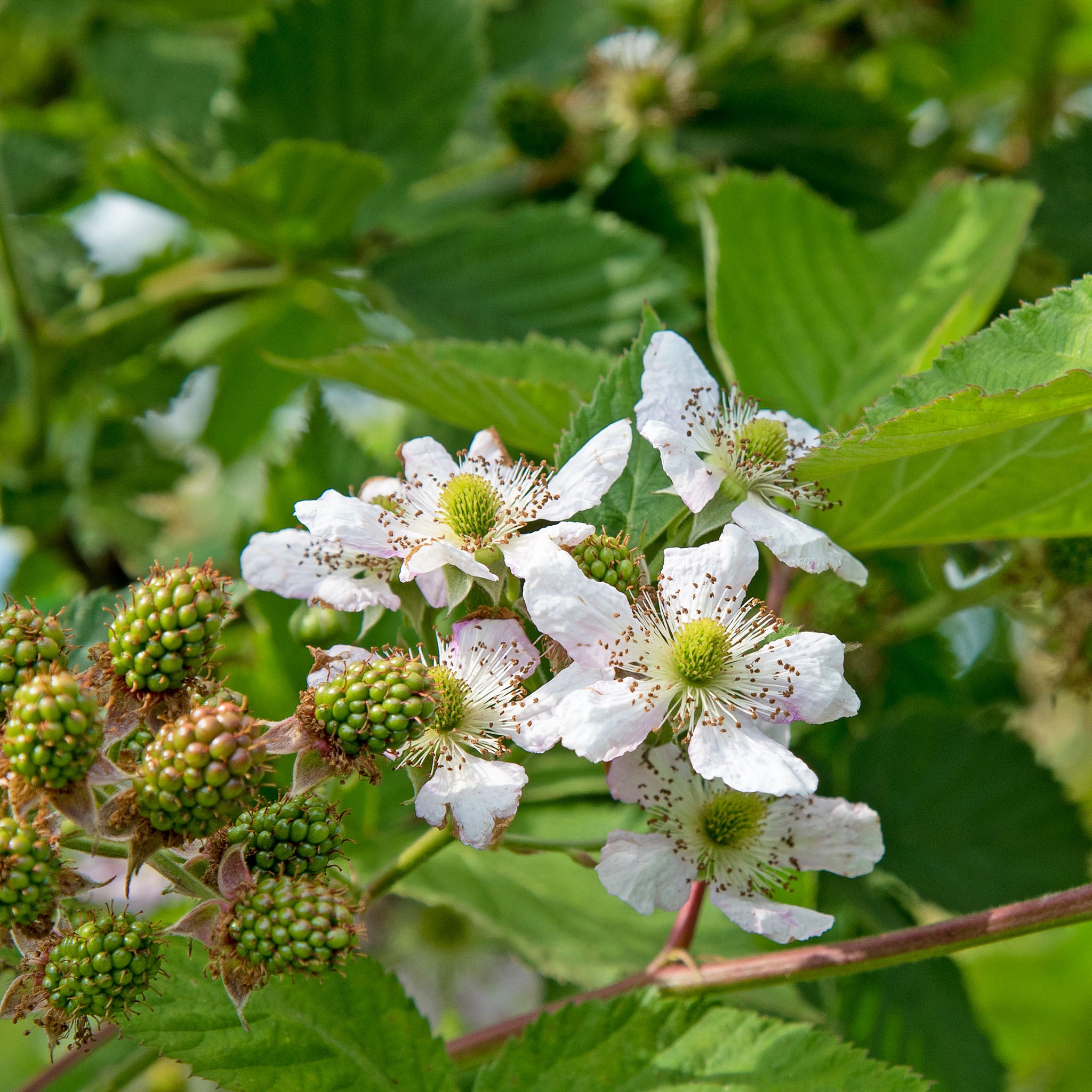 Brombeere 'Chester Thornless'
