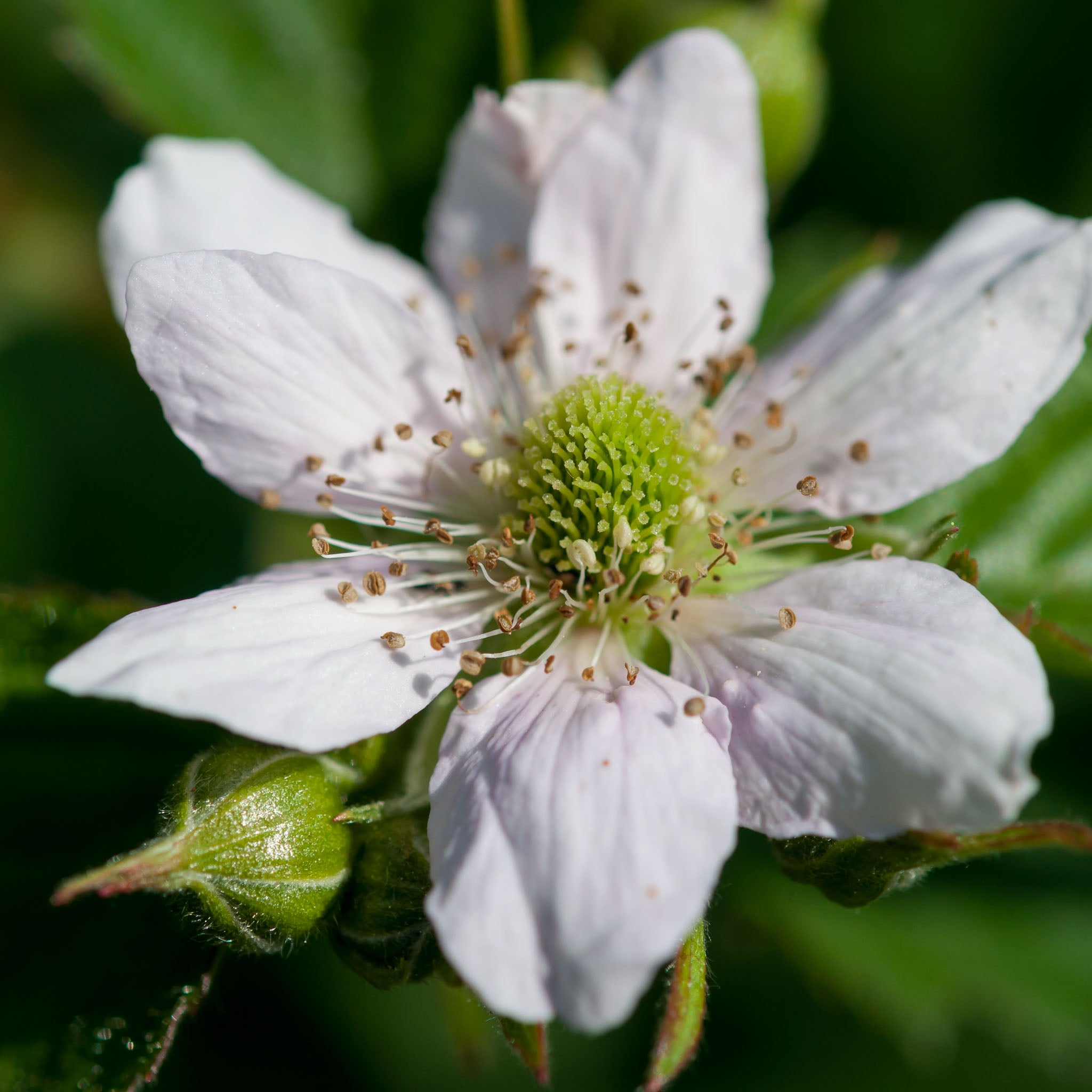 Brombeere 'Little Black Prince®'