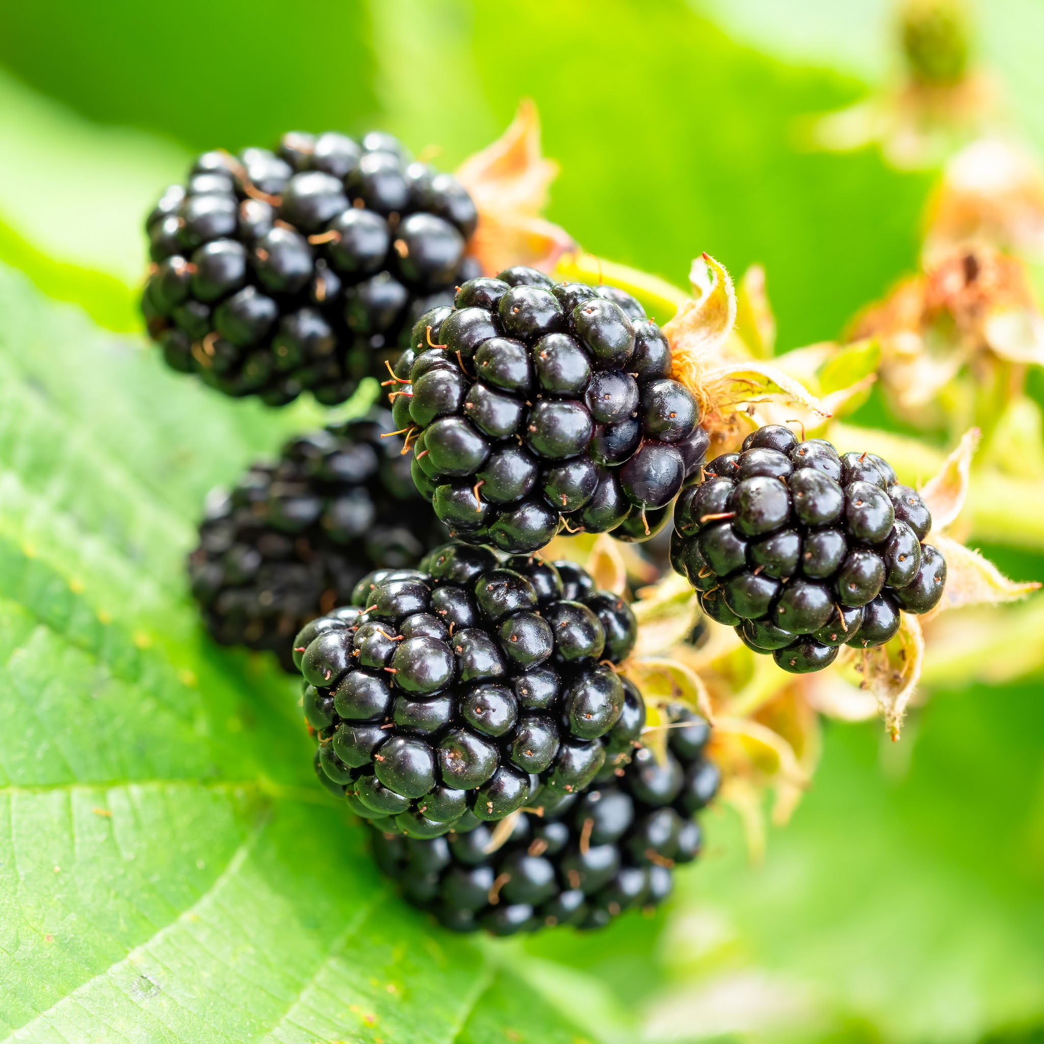 Brombeere 'Little Black Prince®'